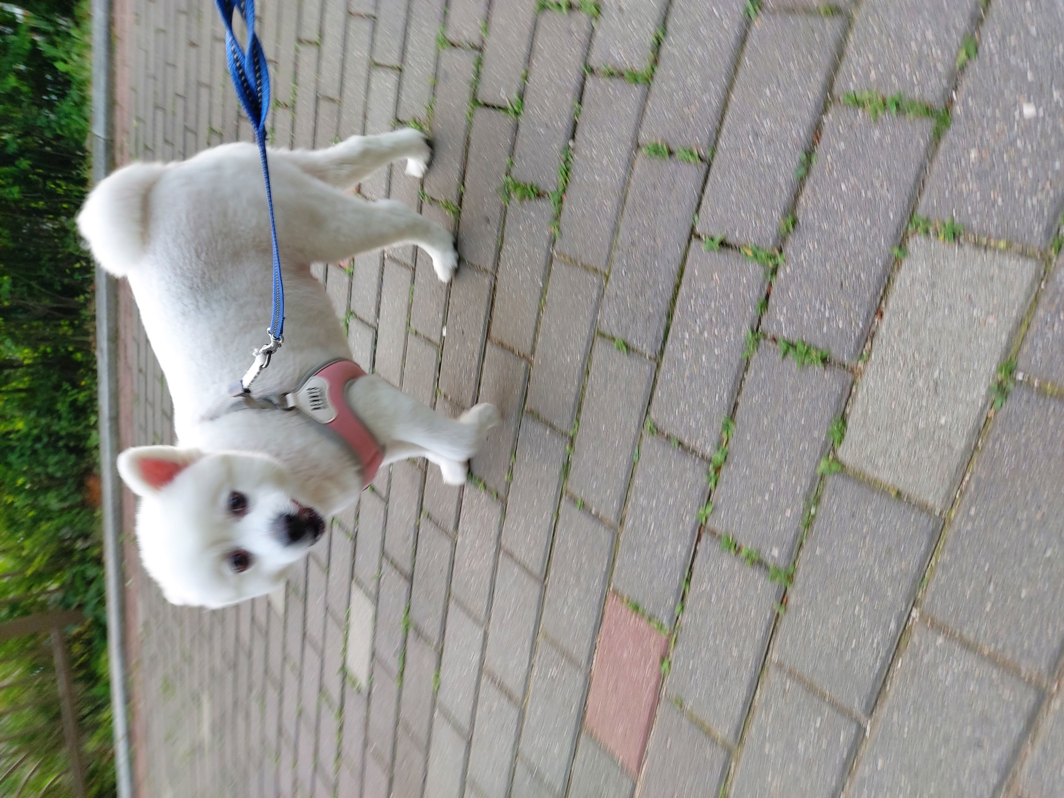 린 (빵또아) 입양 1년후기