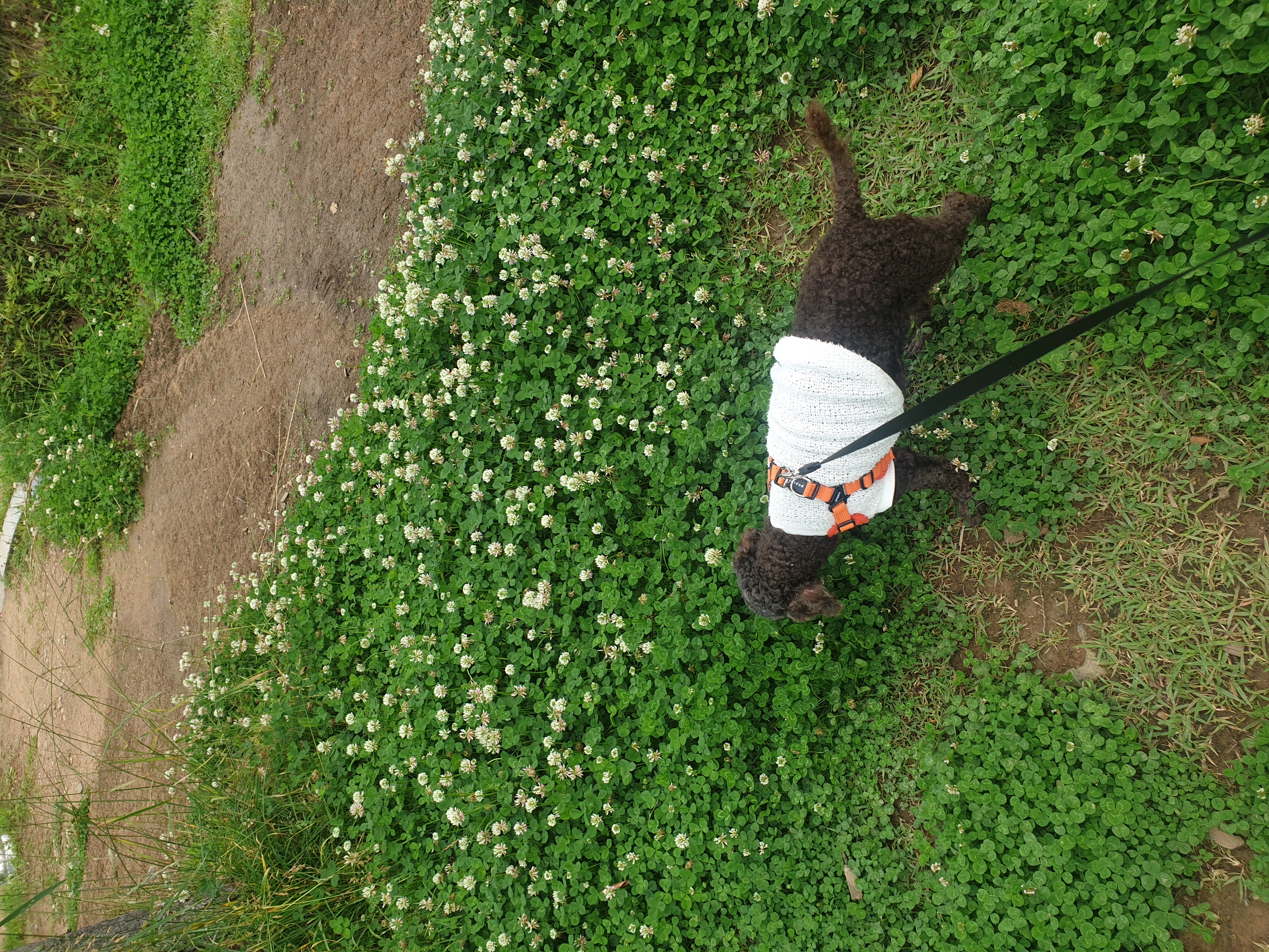 모카 한달후기 (곤지암  깜냥이)