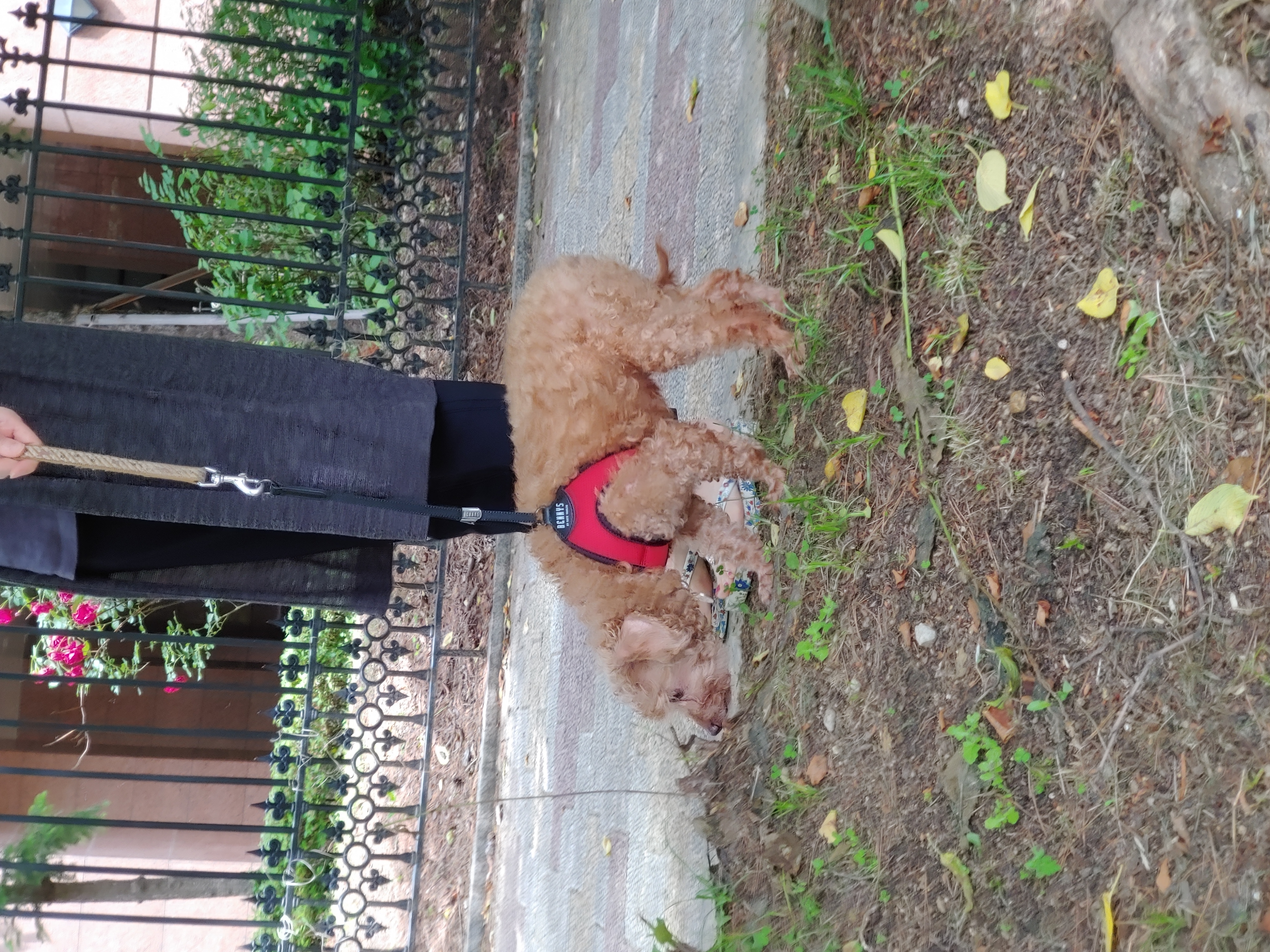 곤지암 팔랑이~~(지금은 버디^^)