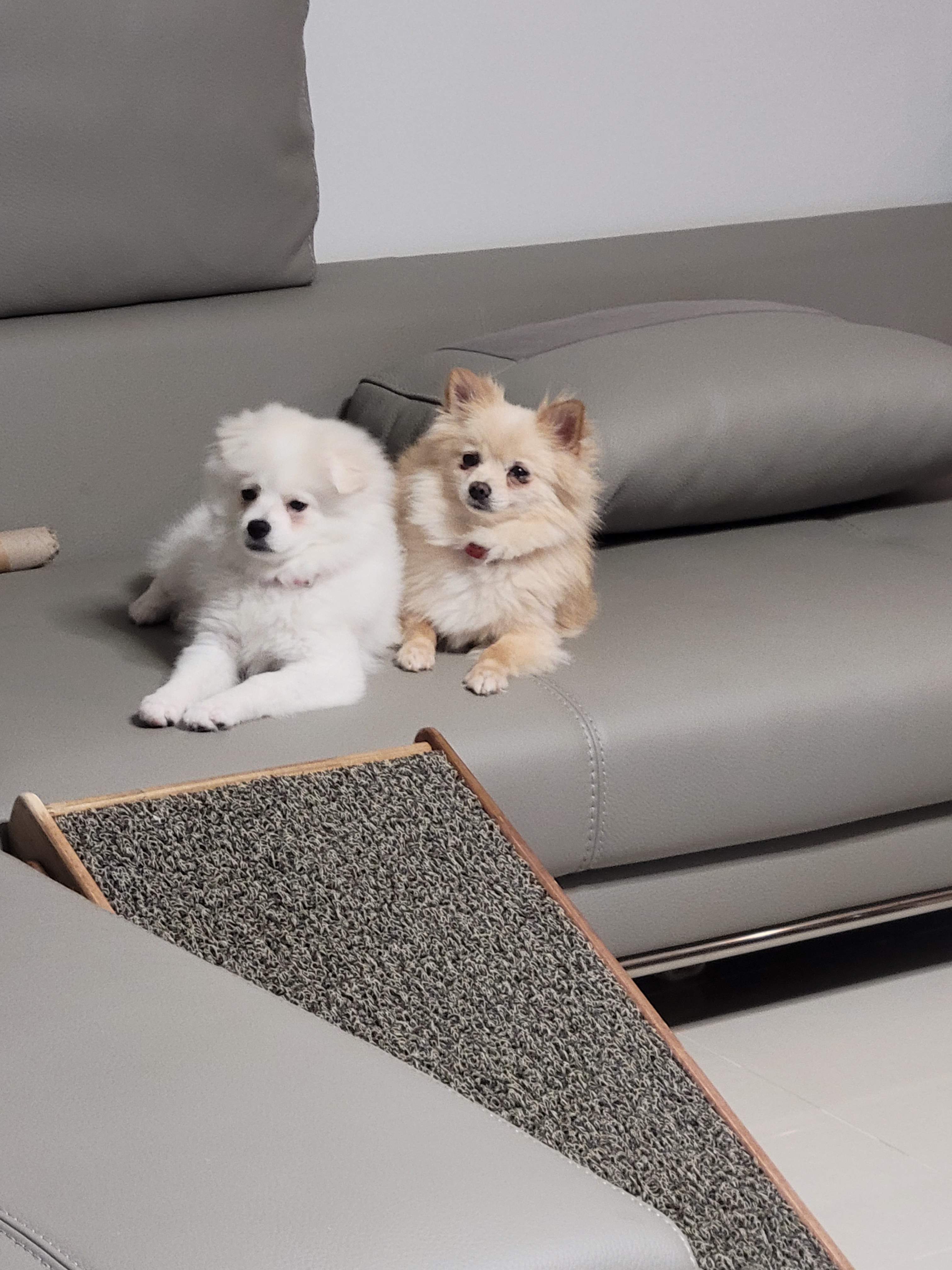 꼭지와 까꿍이의 적응 과정