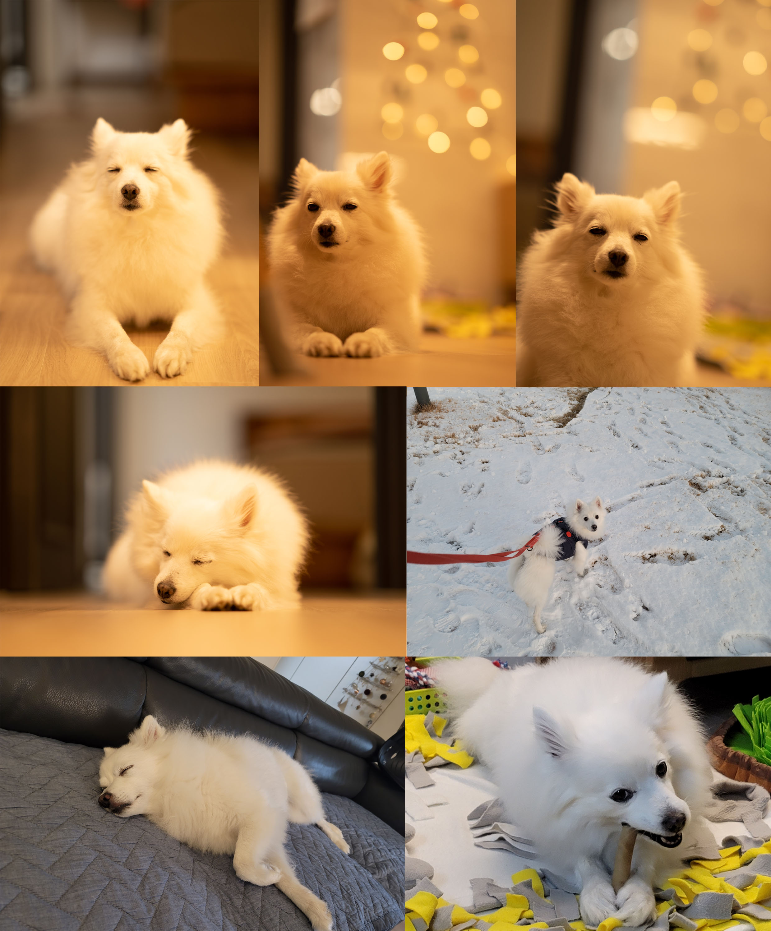 [입양1년후기] 동화(바밤바)와 가족된지 1년이 되었어요