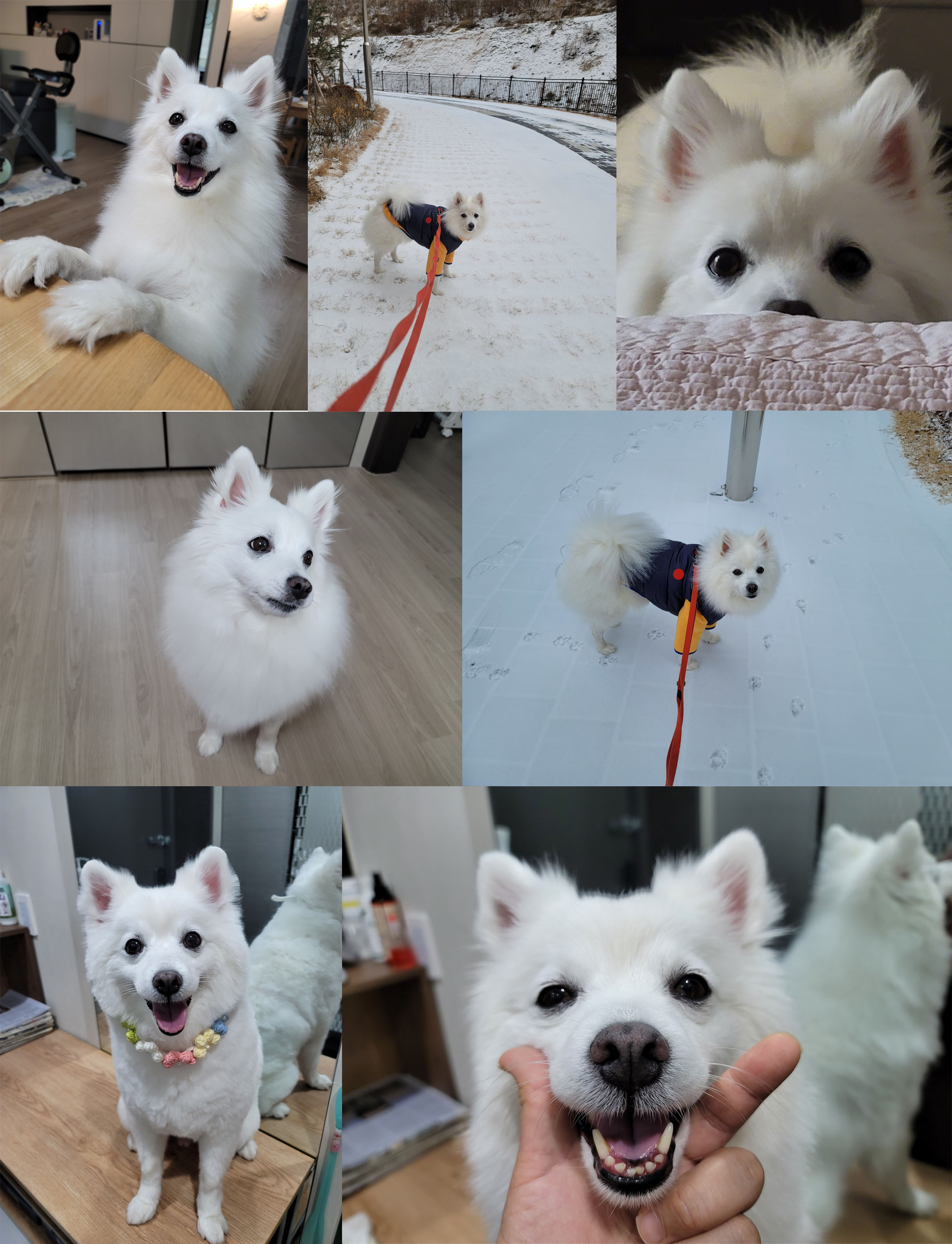 [입양1년후기] 동화(바밤바)와 가족된지 1년이 되었어요