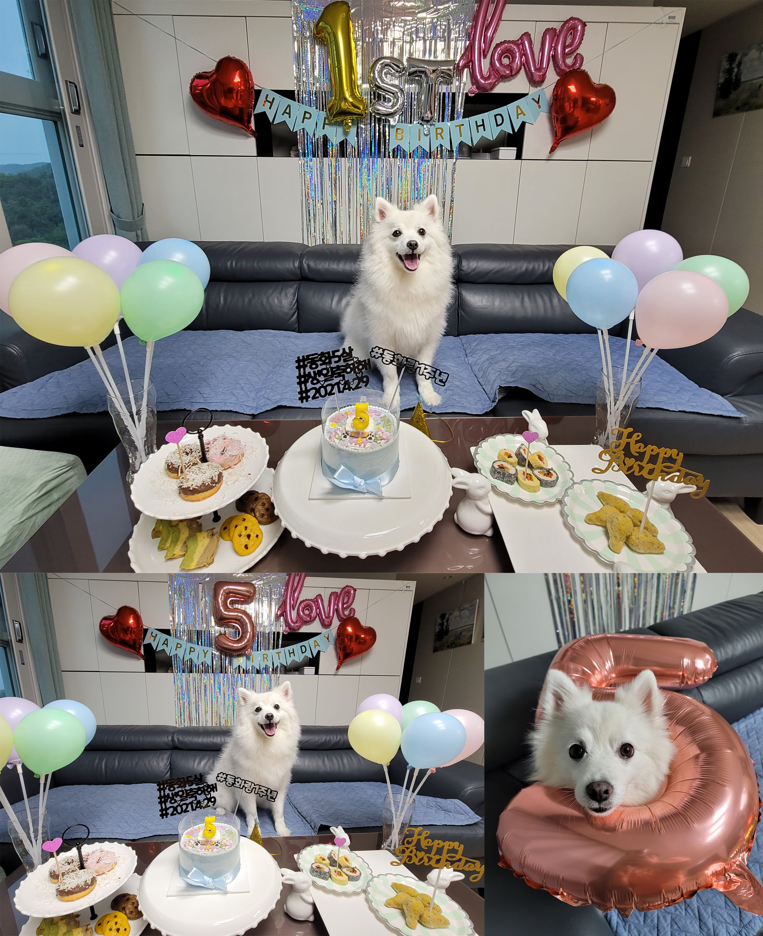 [입양1년후기] 동화(바밤바)와 가족된지 1년이 되었어요