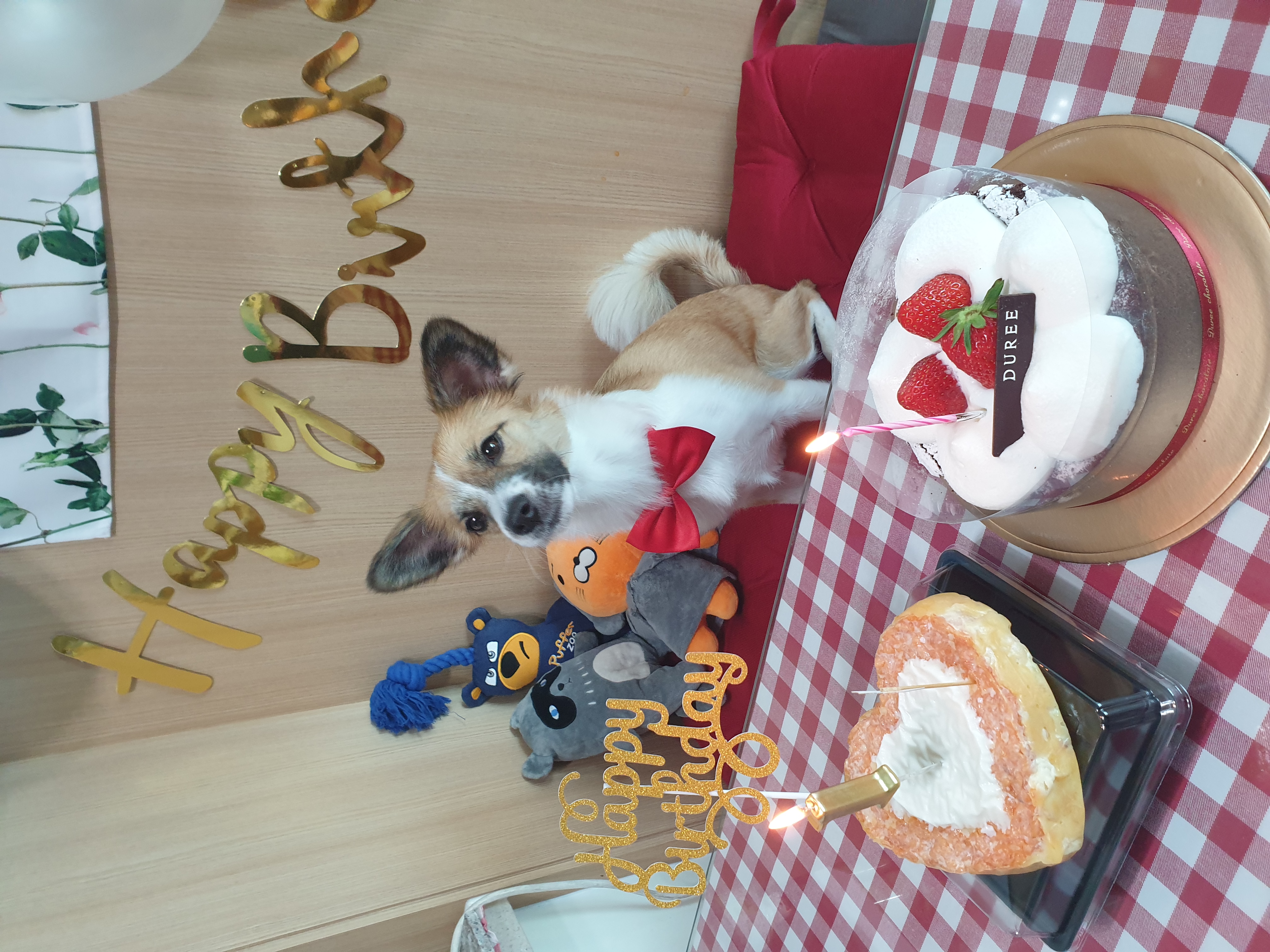 벼리(은오) 태어난지 1년 생일 축하해주세요~.^^