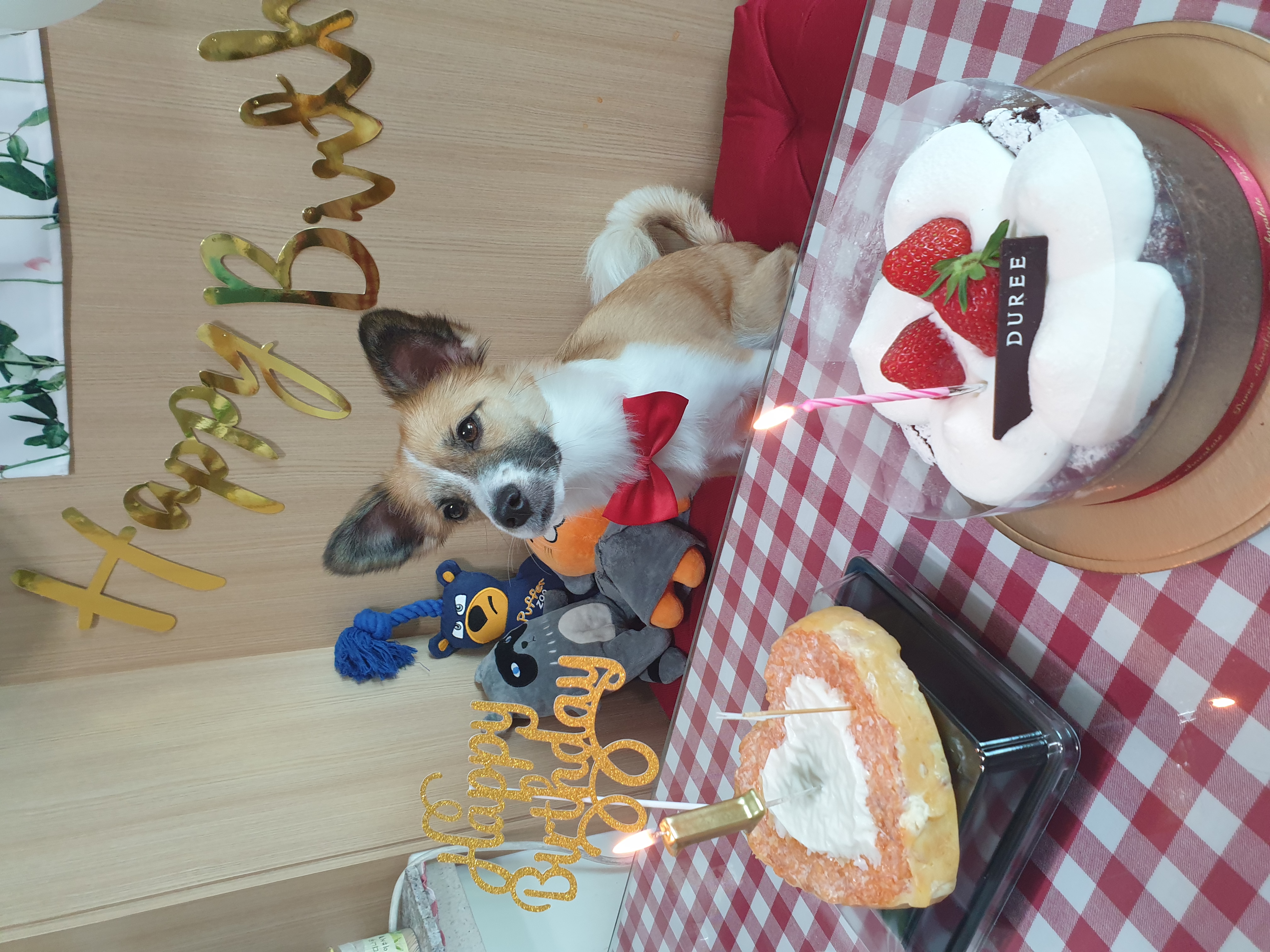 벼리(은오) 태어난지 1년 생일 축하해주세요~.^^