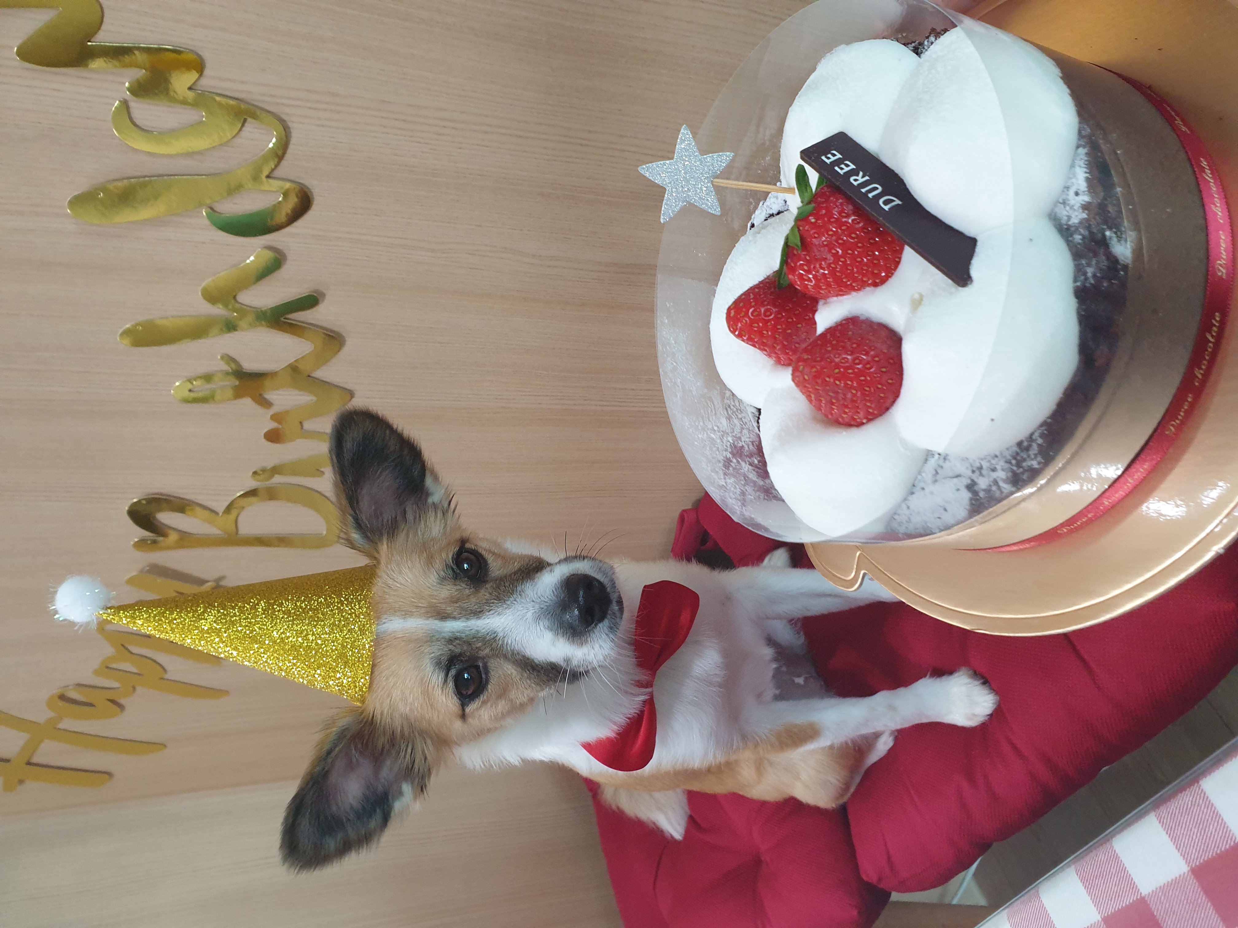 벼리(은오) 태어난지 1년 생일 축하해주세요~.^^