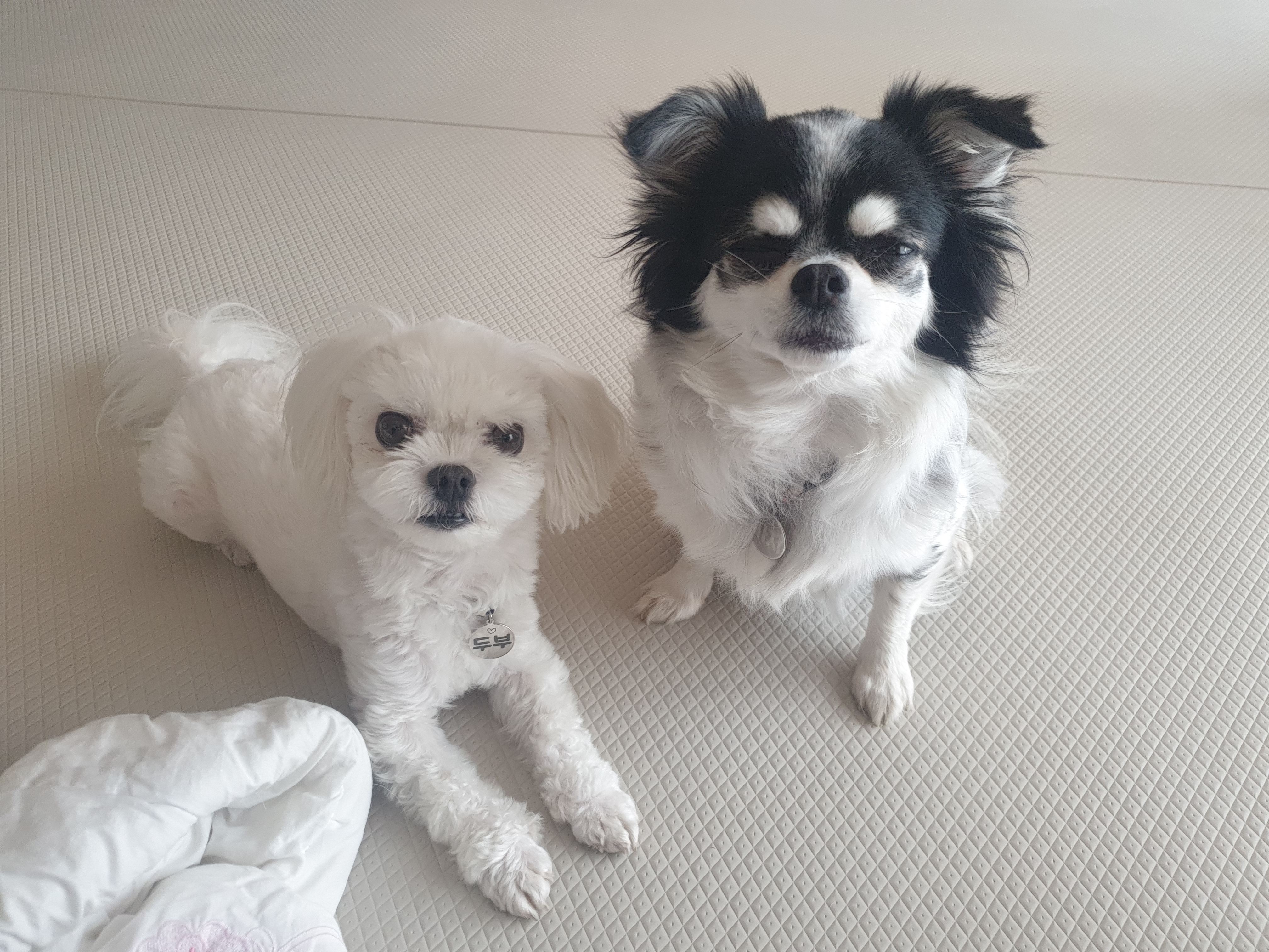 가지가 울식구가 된지 벌써 2년이 되었네용