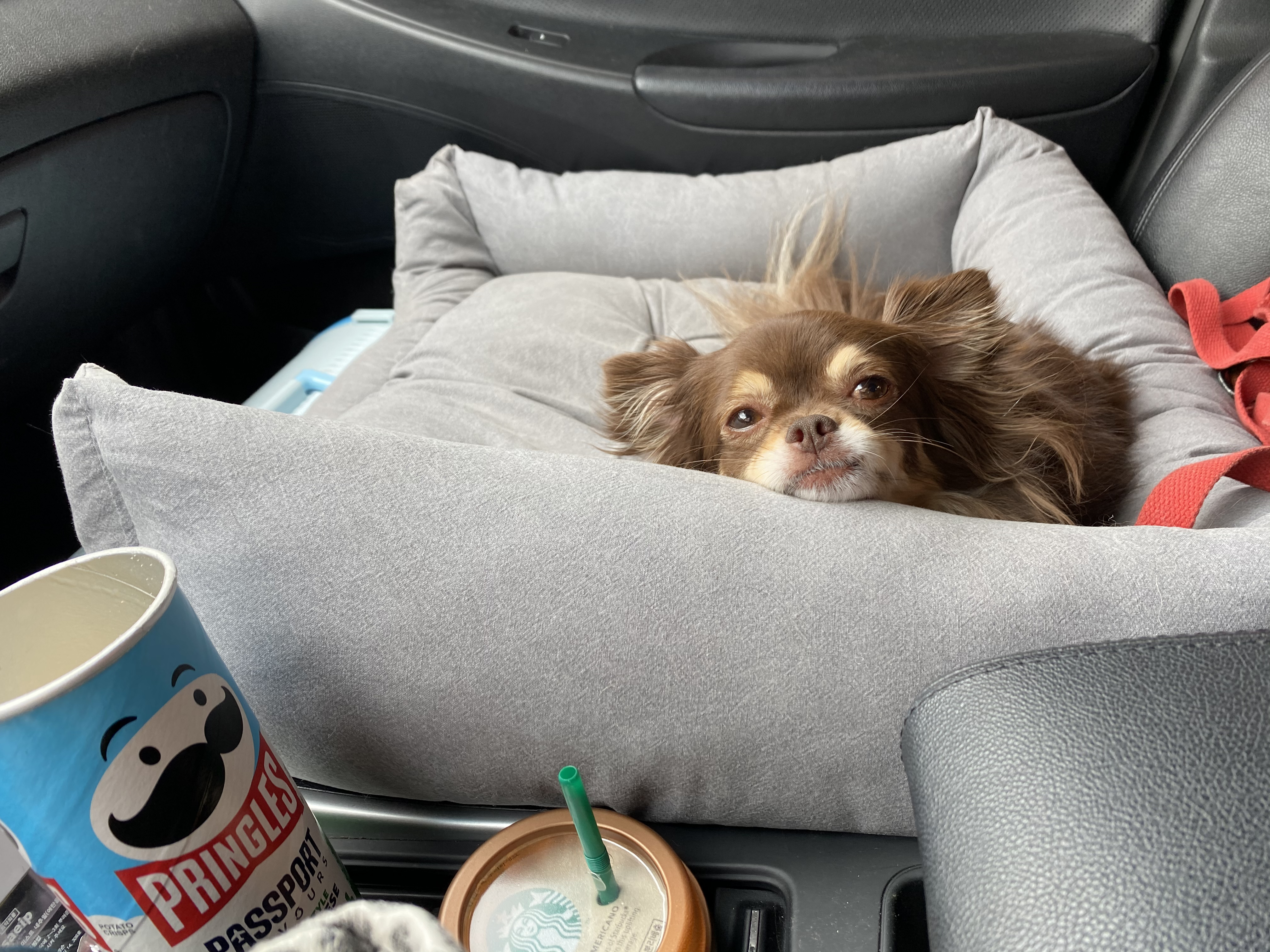 평택번식장 구조견 별이(거비)2년차