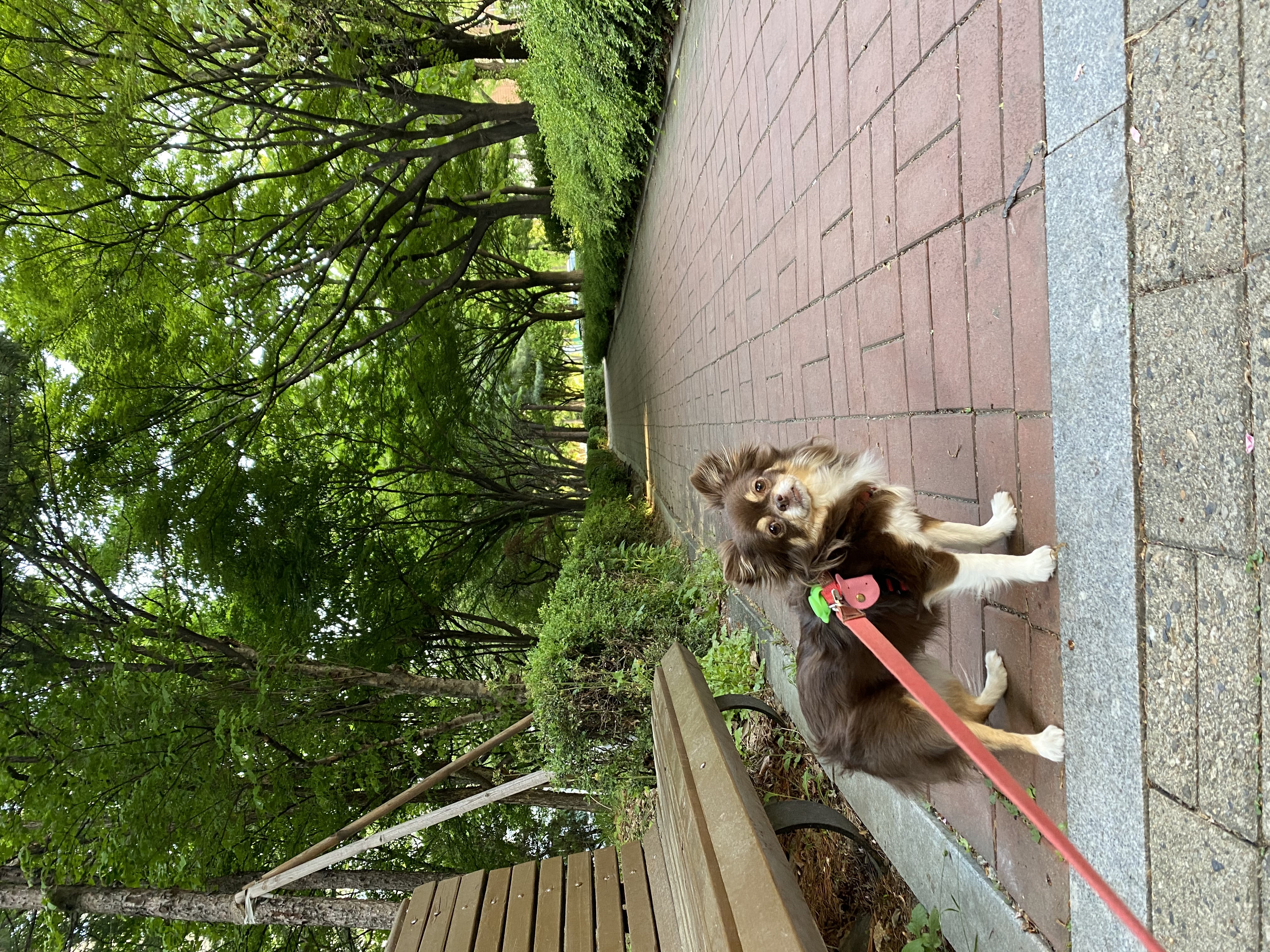 평택번식장 구조견 별이(거비)2년차