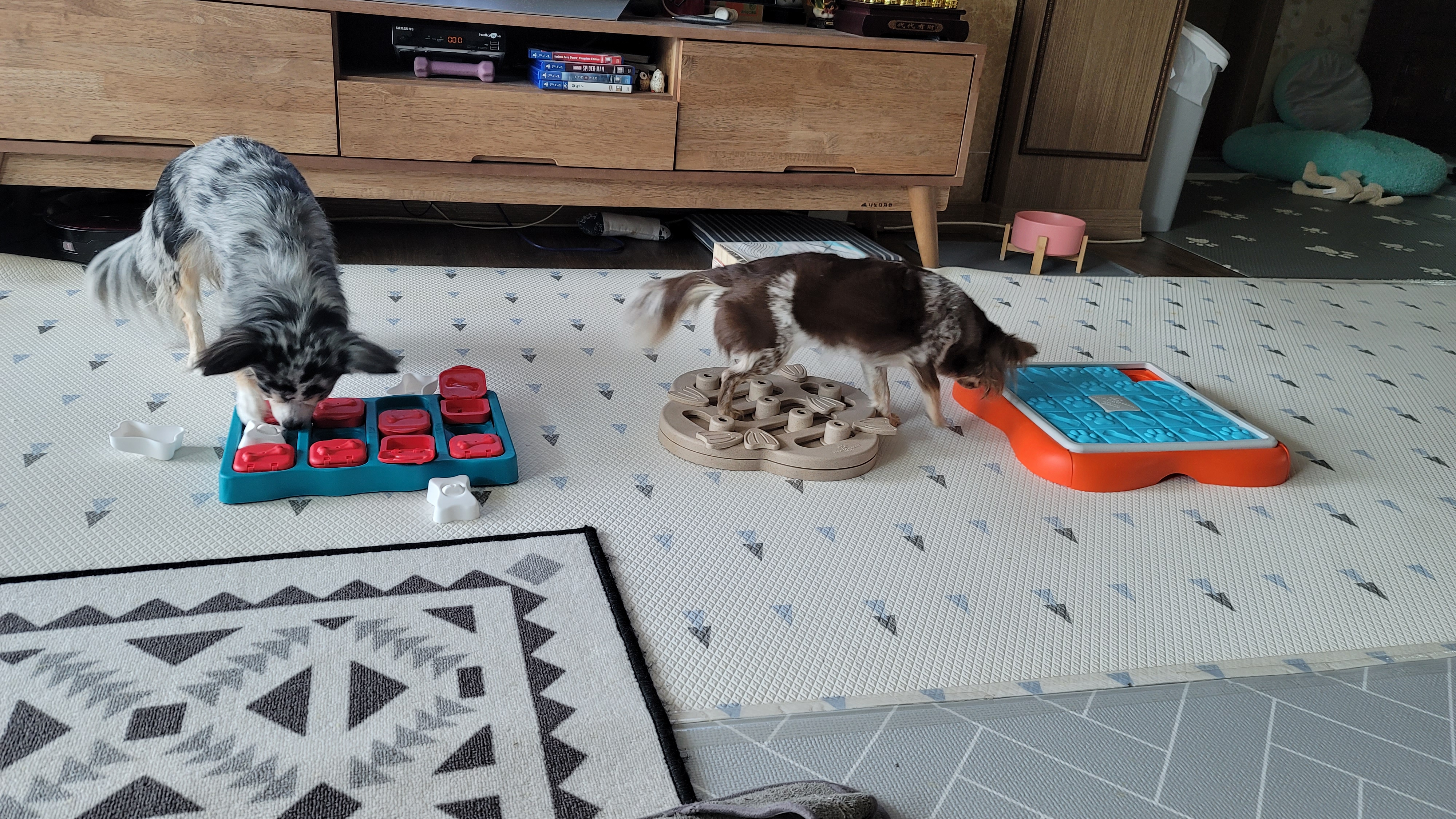 쁘띠 입양 2년..(평택치와와 자견)