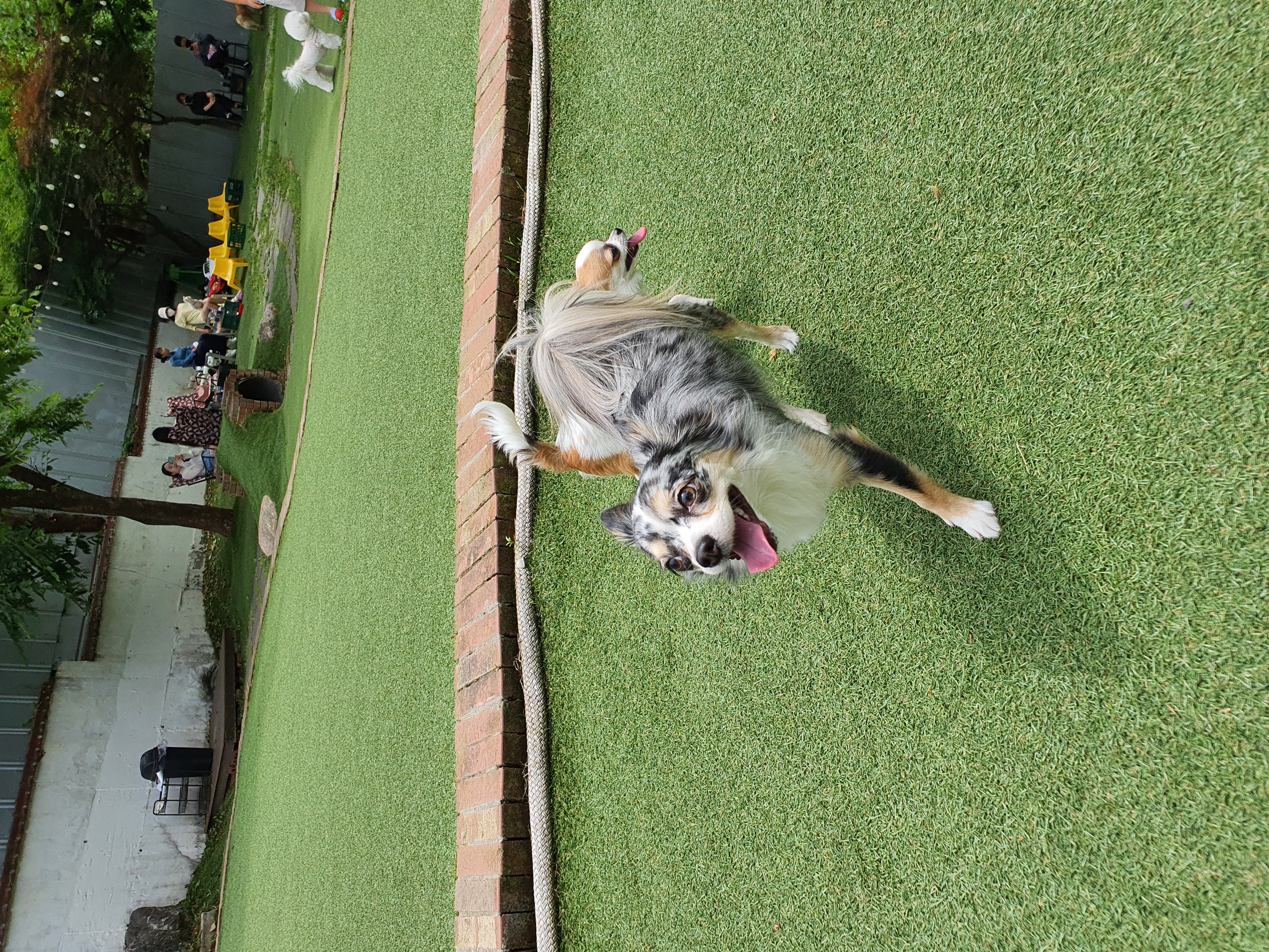 쁘띠 입양 2년..(평택치와와 자견)