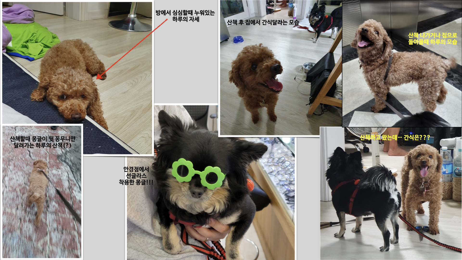 하루(해랑이)의 3개월 사연과 몽글(랩몬)이의 이야기