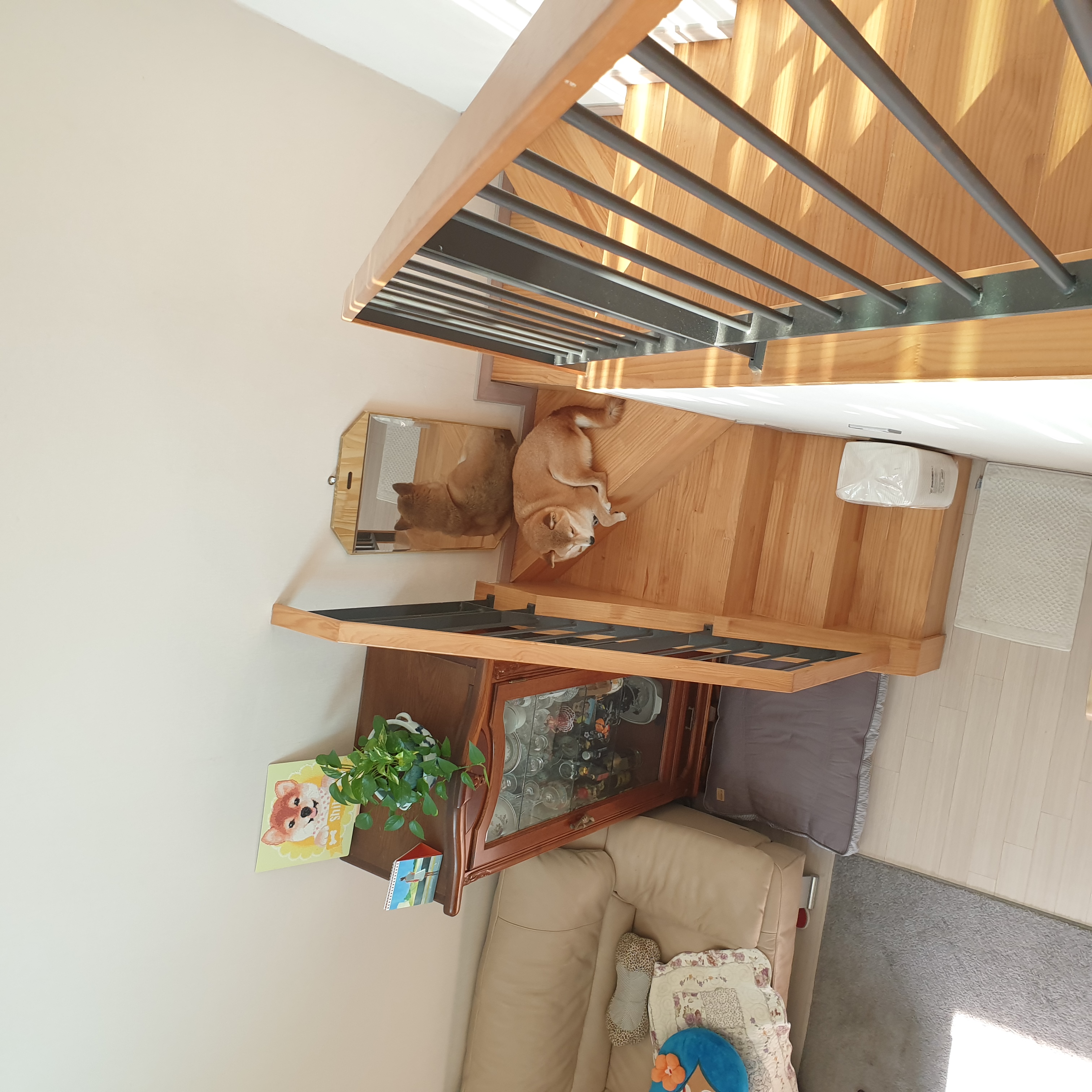 보리(금자)는 아주 잘 지내고 있습니다.