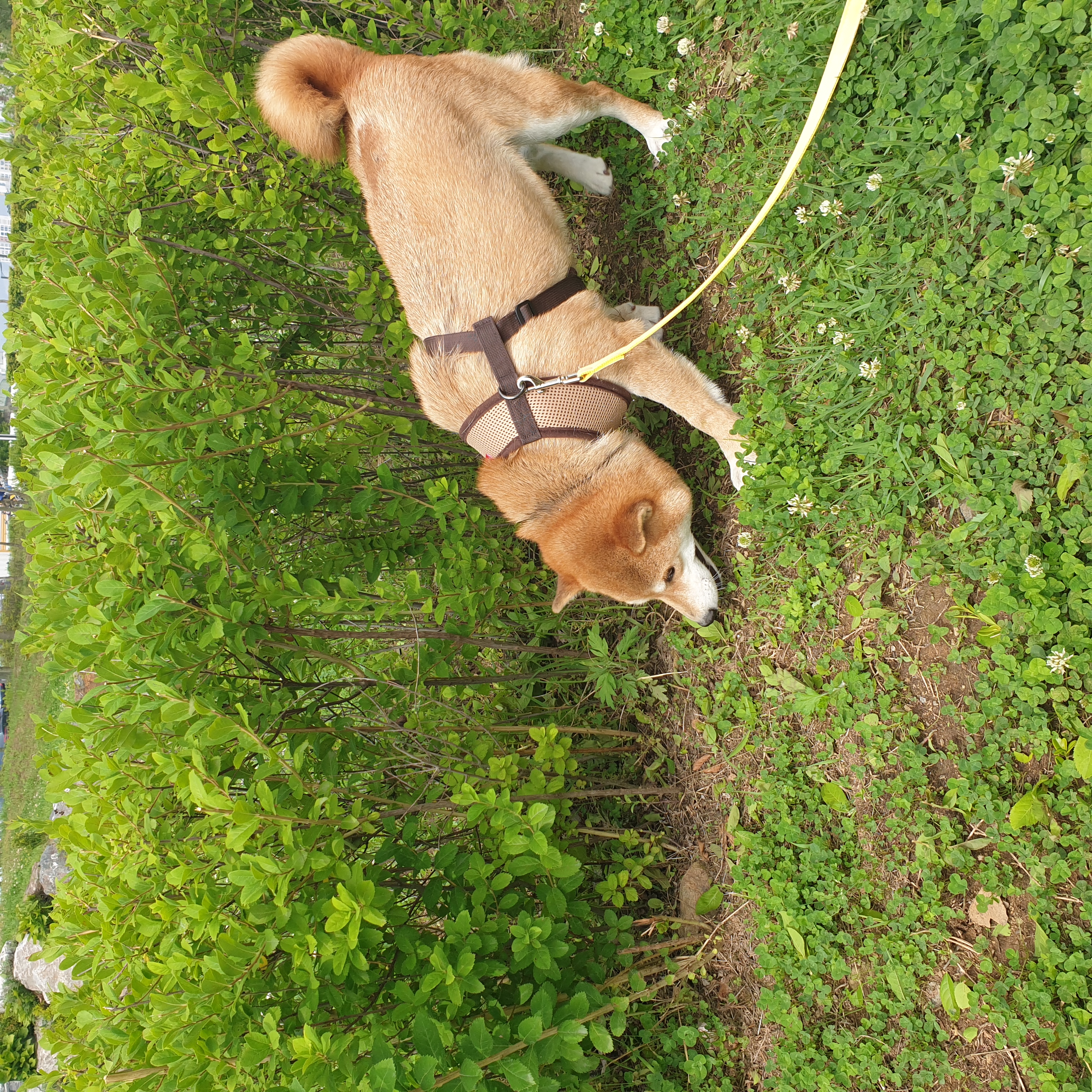 보리(금자)는 아주 잘 지내고 있습니다.