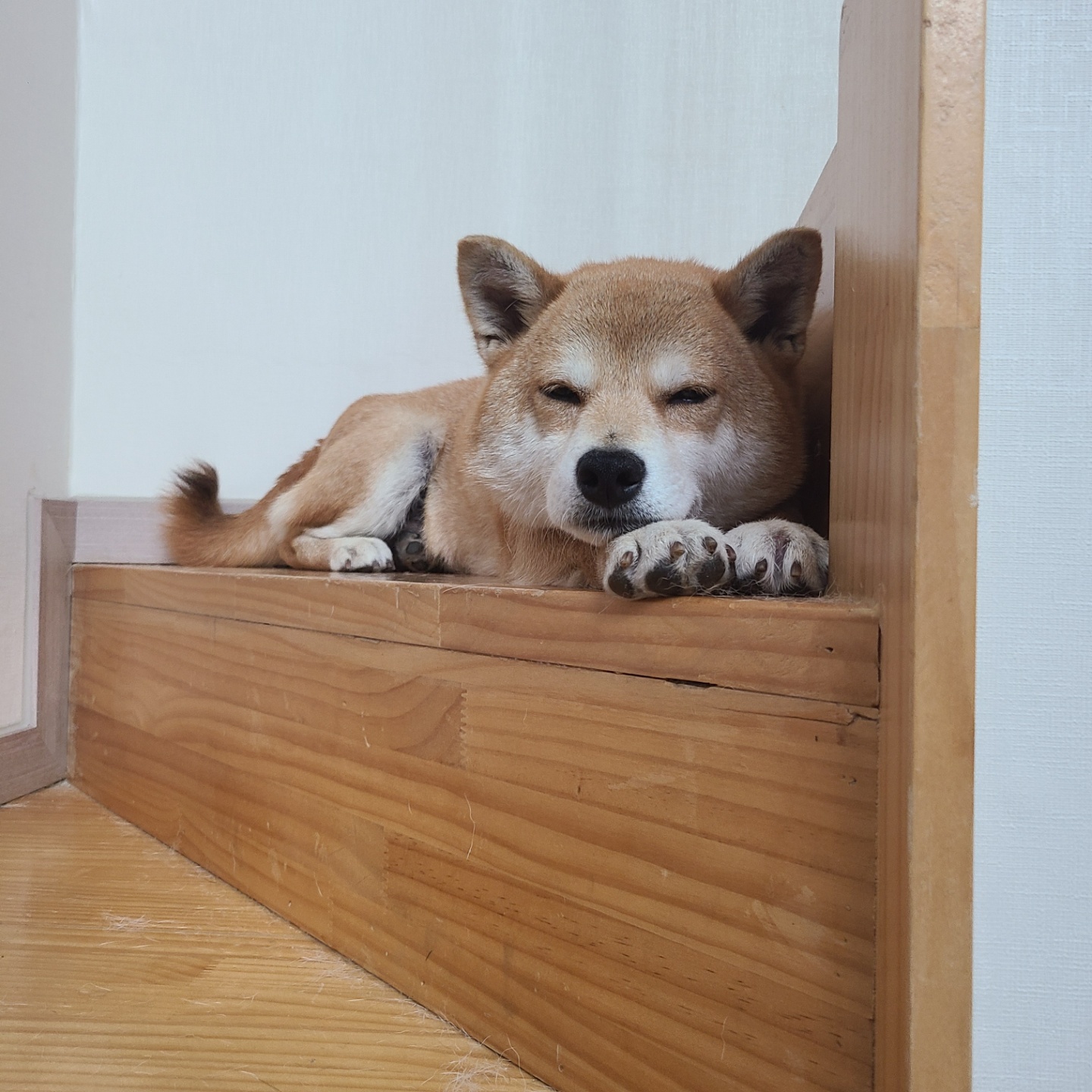 보리(금자)는 아주 잘 지내고 있습니다.