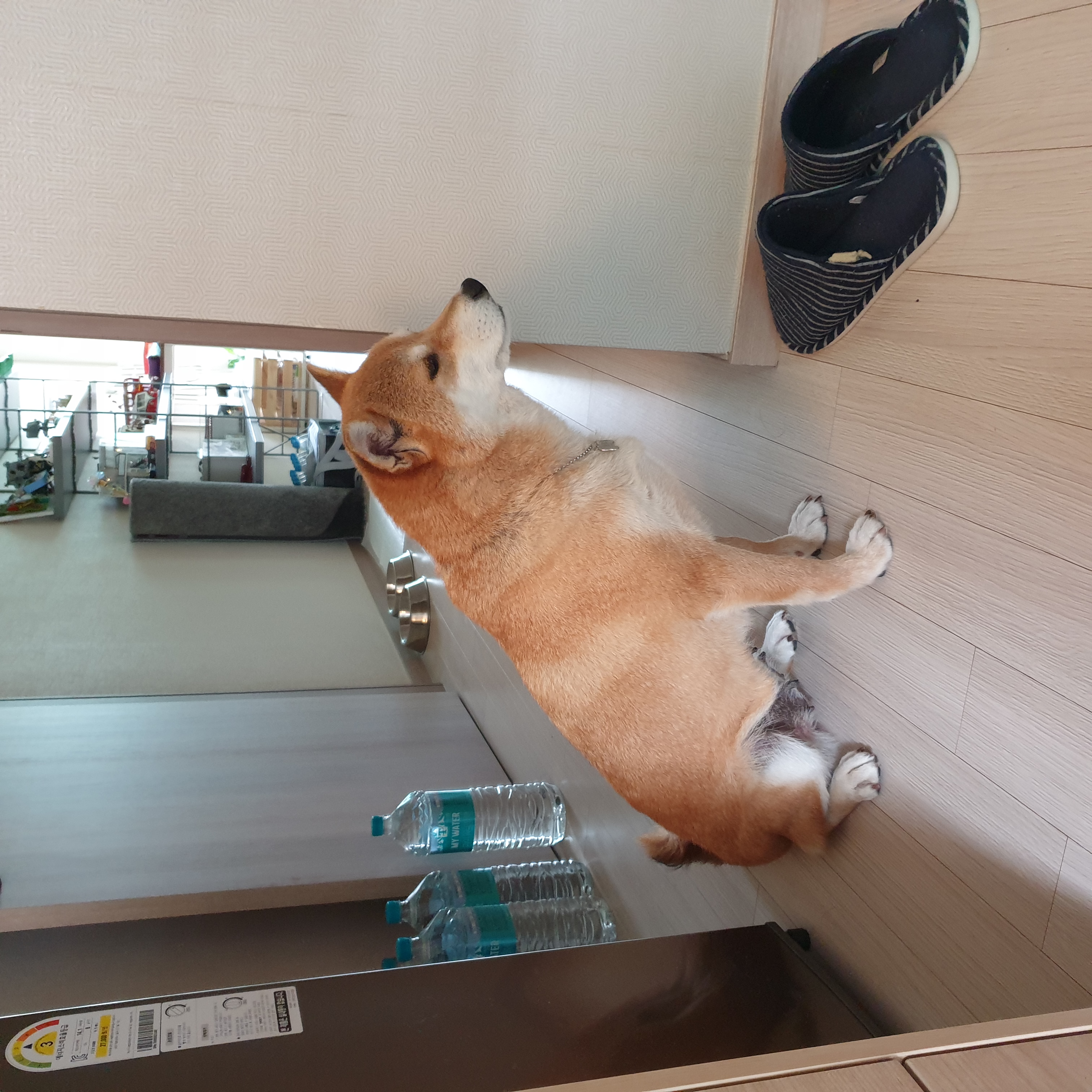 보리(금자)는 아주 잘 지내고 있습니다.