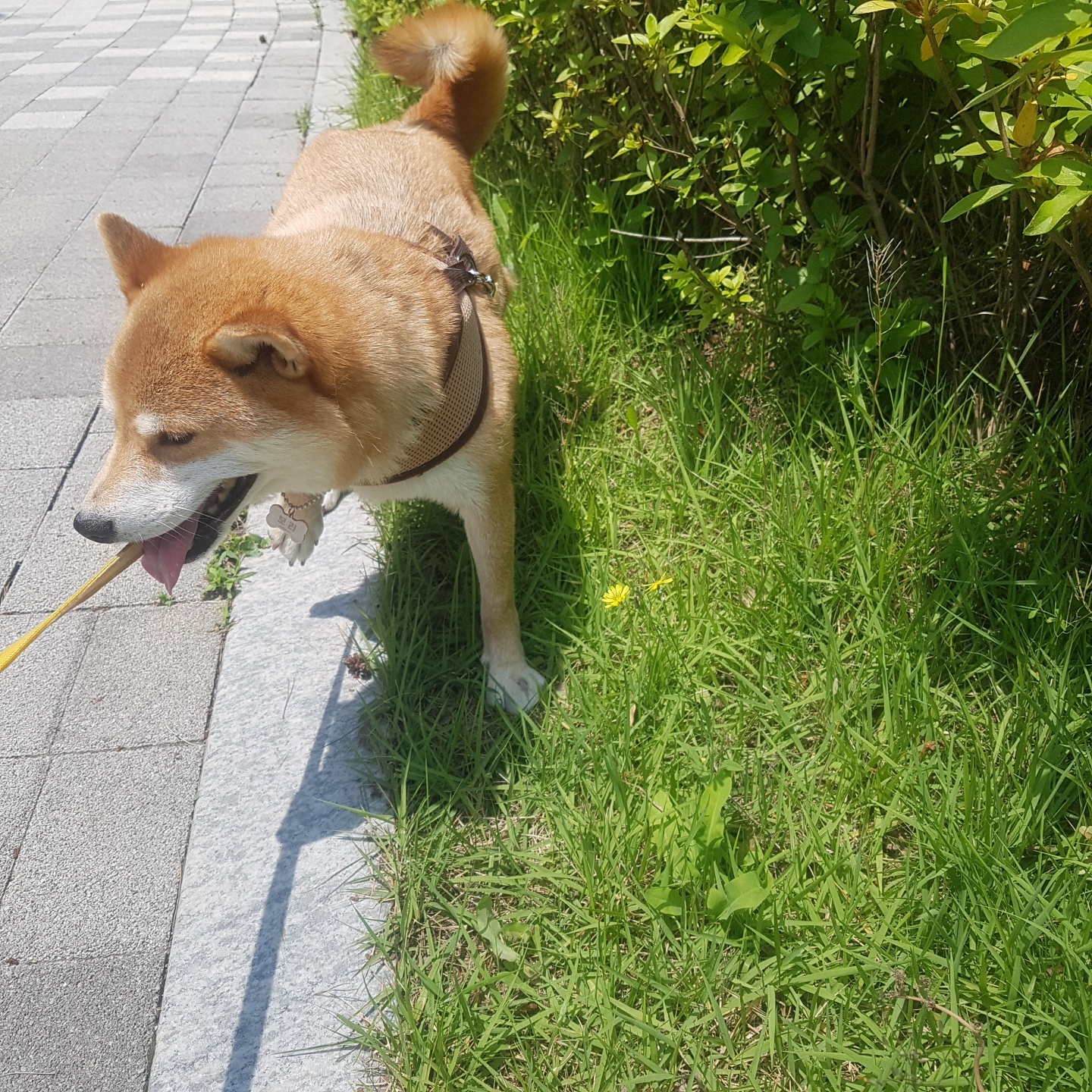 보리(금자)는 아주 잘 지내고 있습니다.