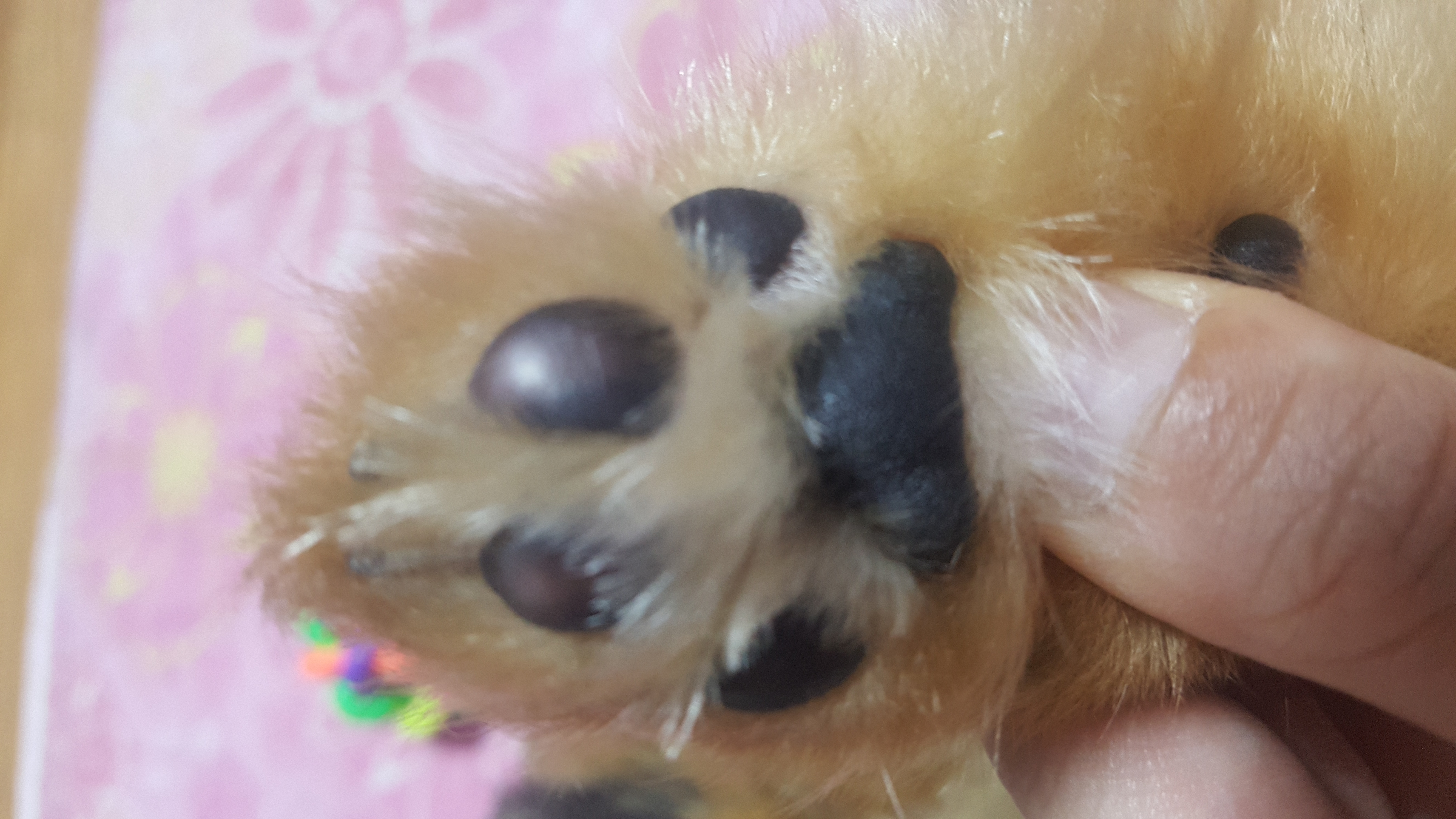 러비(워일) 입양 1주일됐어요~~