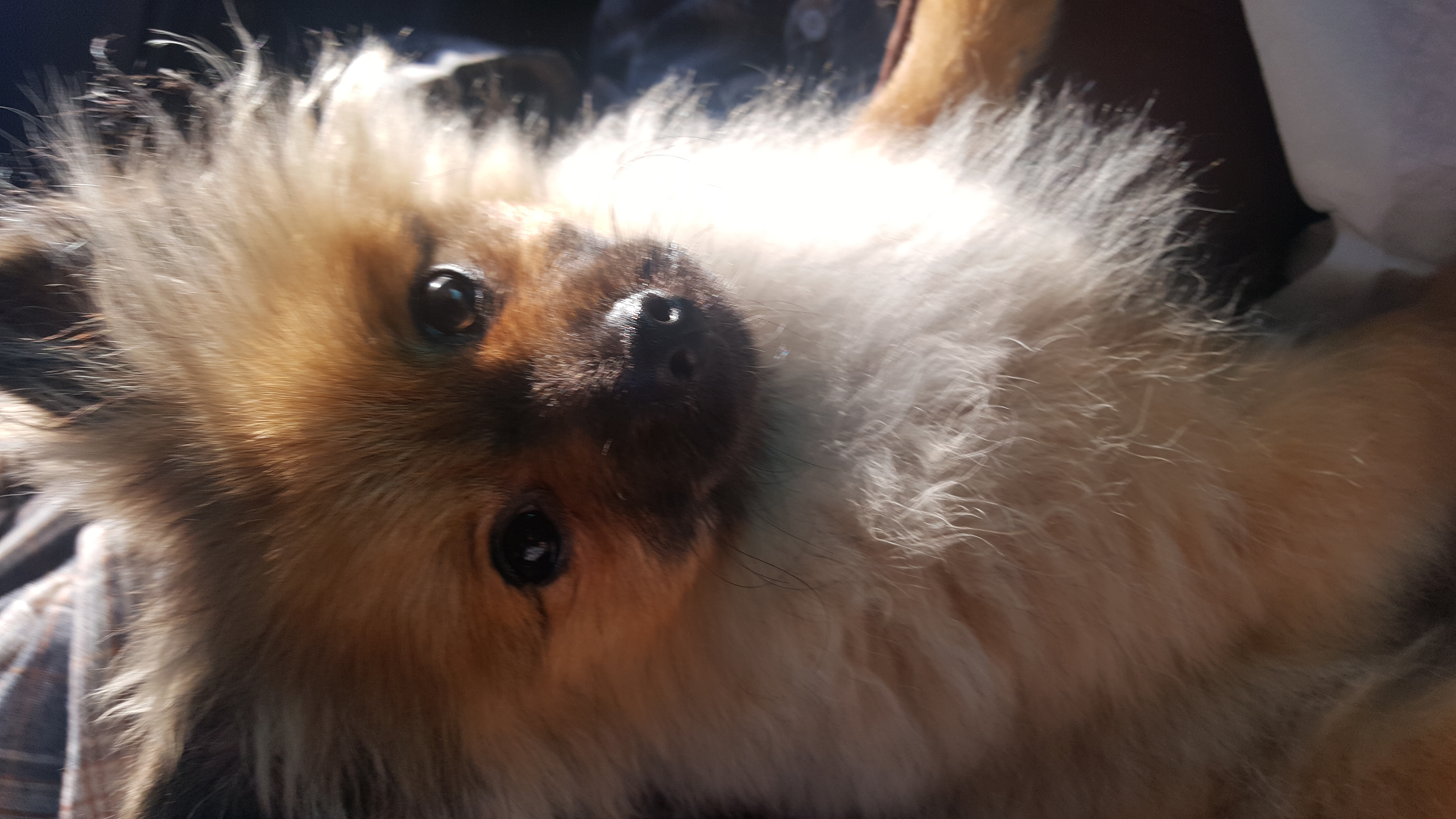 러비(워일) 입양 1주일됐어요~~