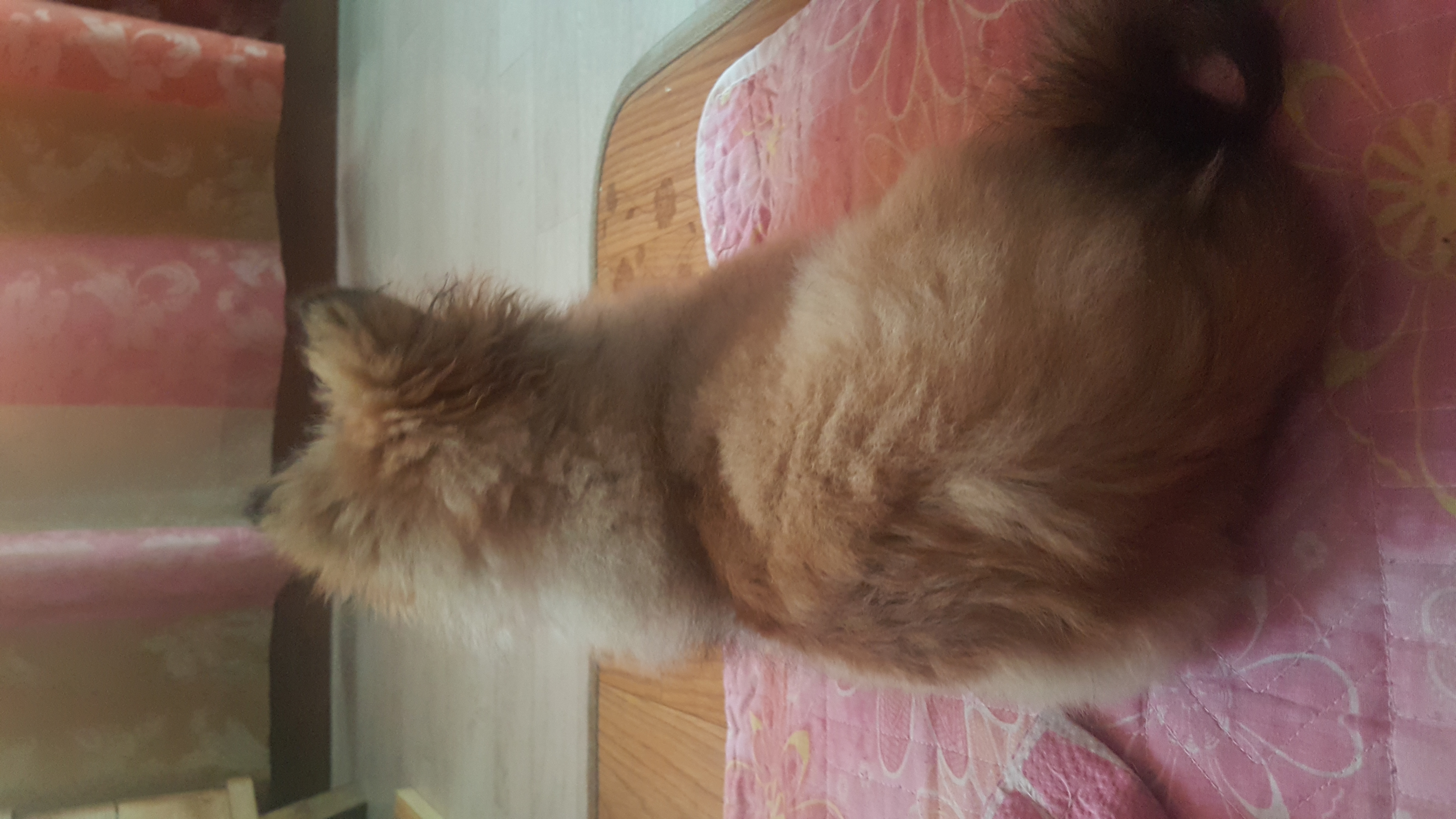 러비(워일) 입양 1주일됐어요~~