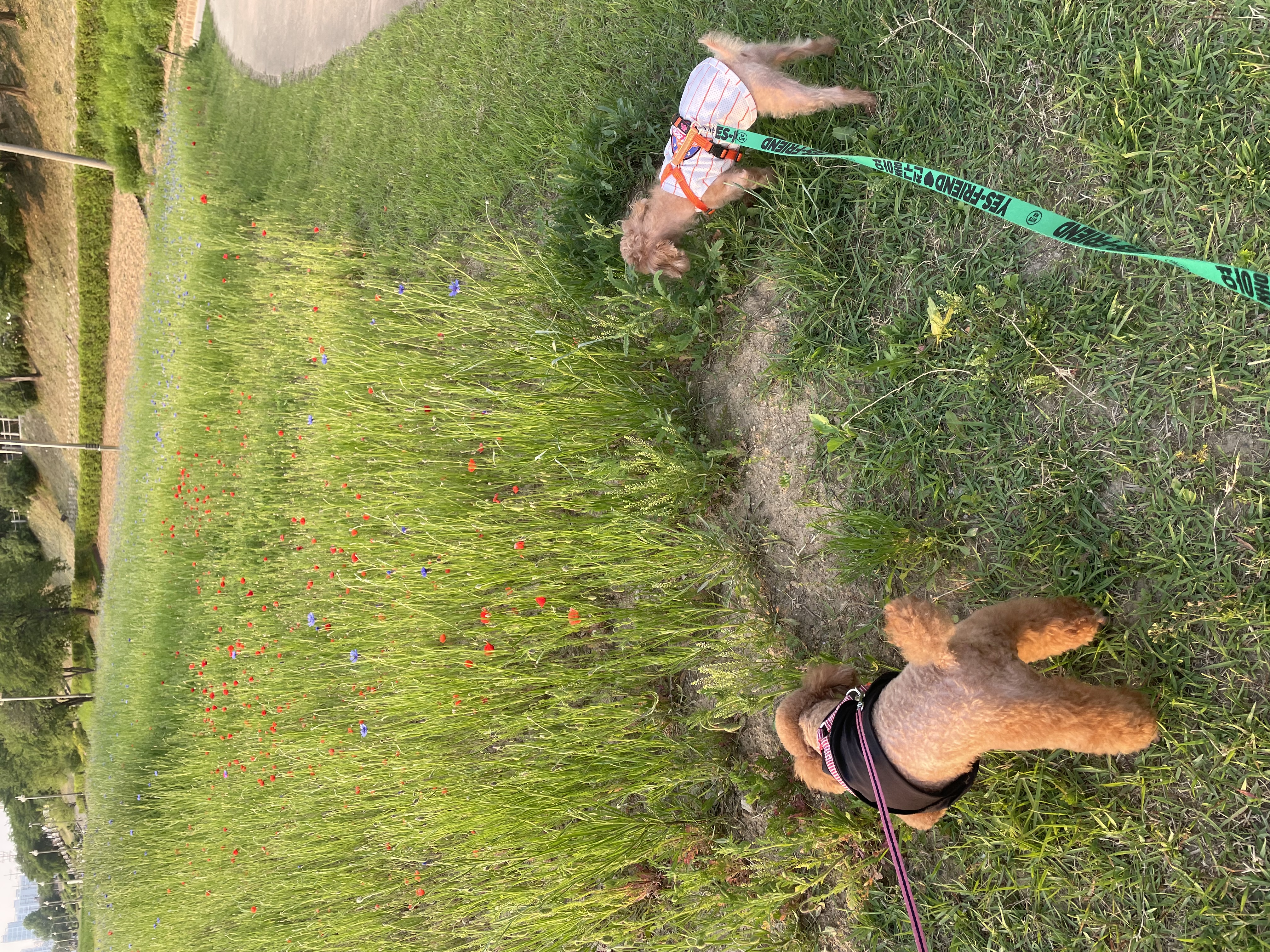 단풍이(니모) 오랜만에 소식올려요. (벌써 2년되었네요)