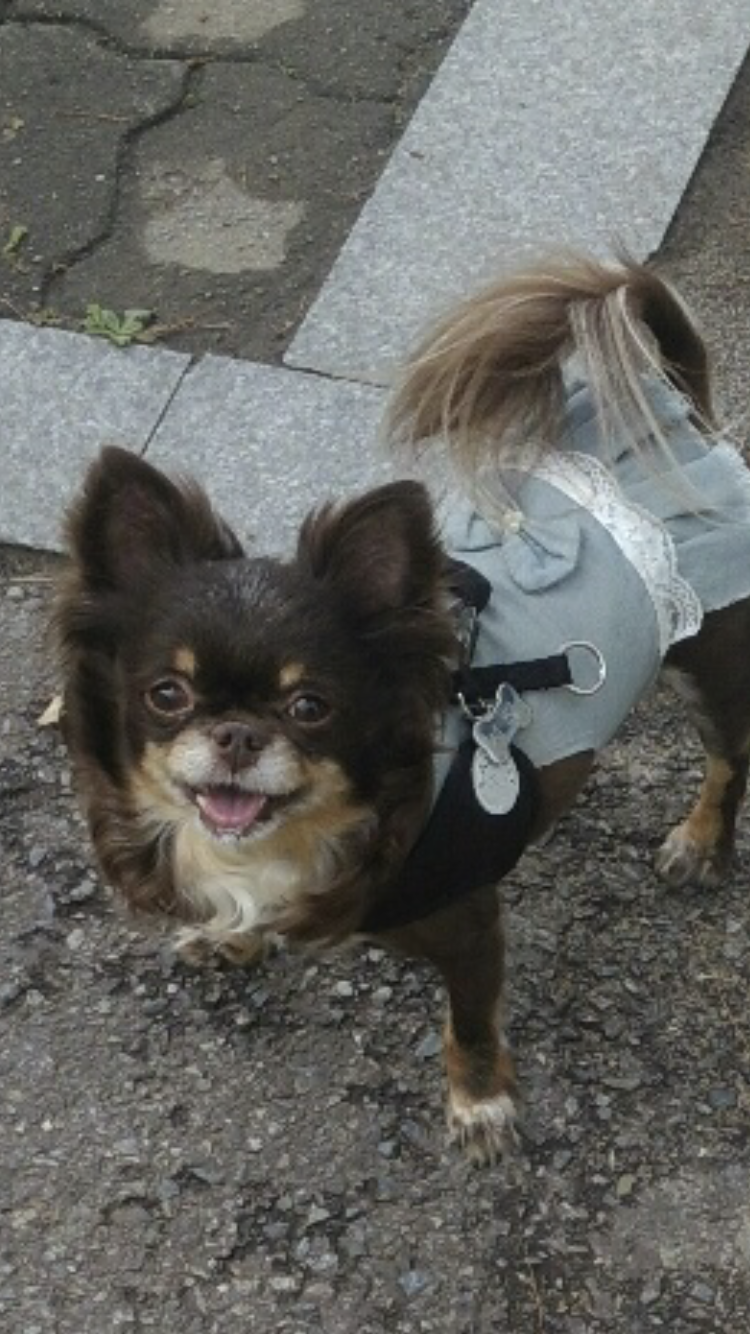 평택치와와 나나(구 계피) 2주년 조금넘은 후기예요 ~