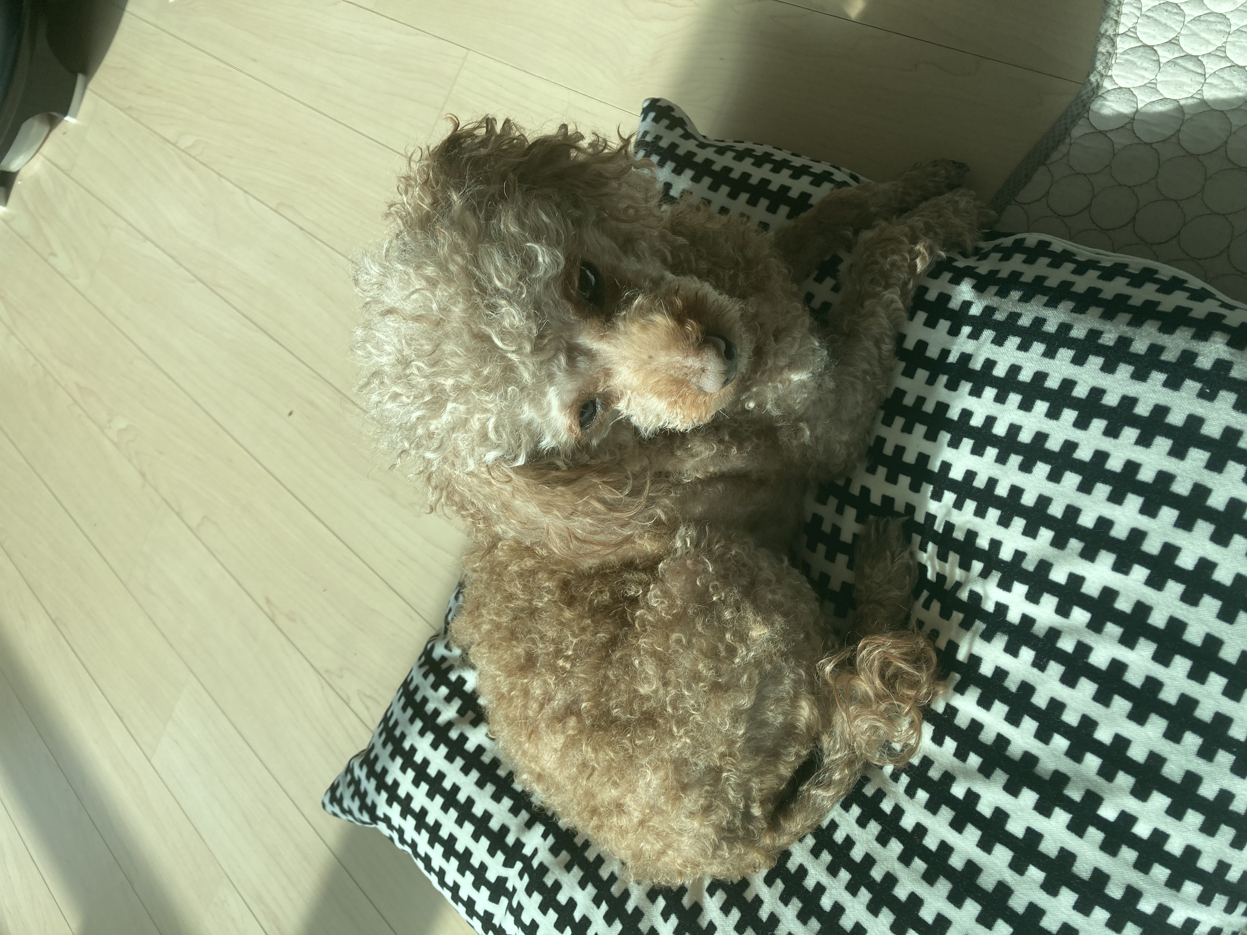 영천 메가톤 일년 인사 드립니다^^