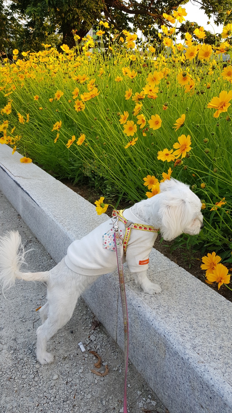 크림이(청삼이) 근황입니다~