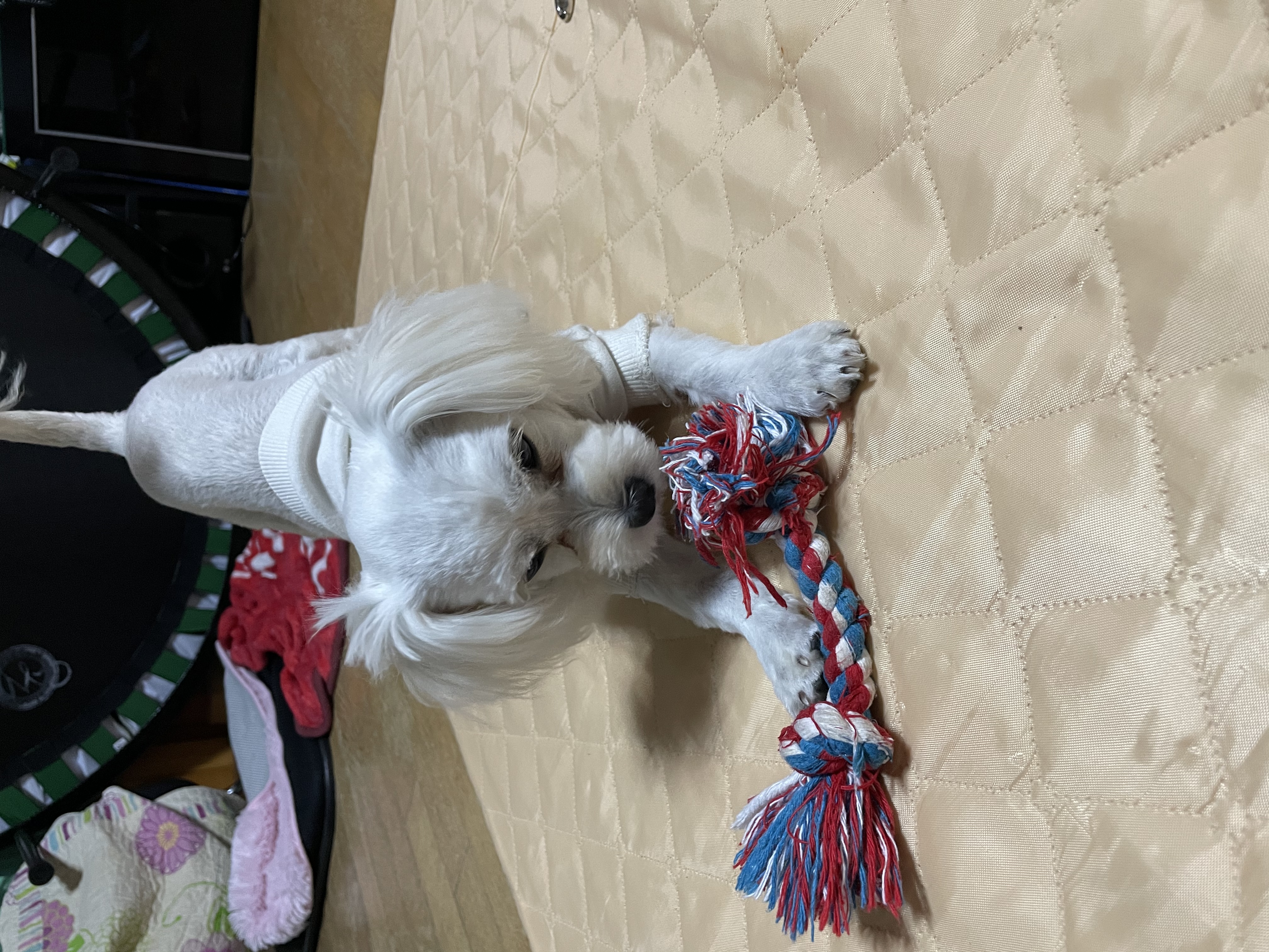 크림이(청삼이) 근황입니다~