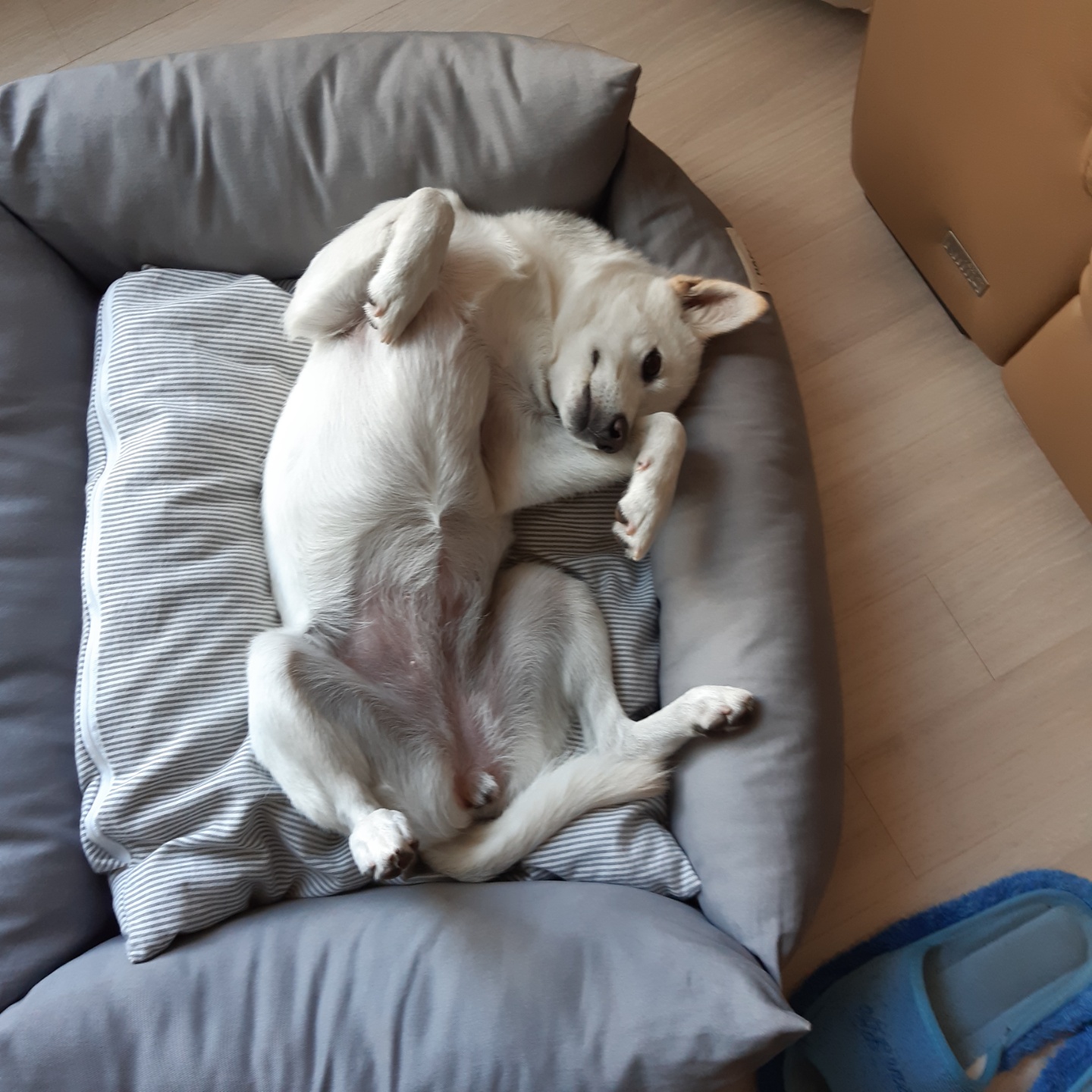 하늘이 입양 3달째(엘리나)