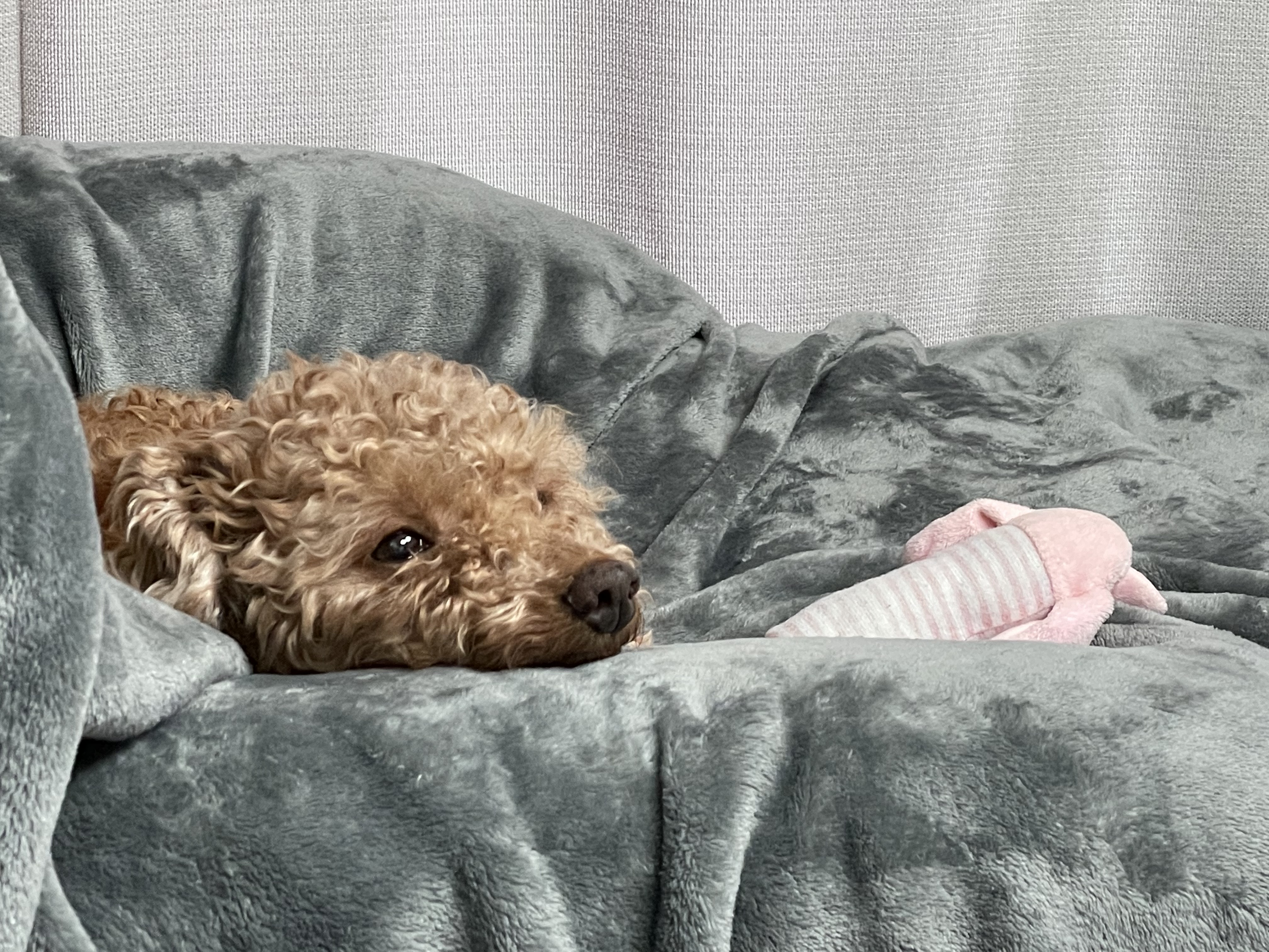 헤이즐과 가족이 된지 한달이 되었어요~