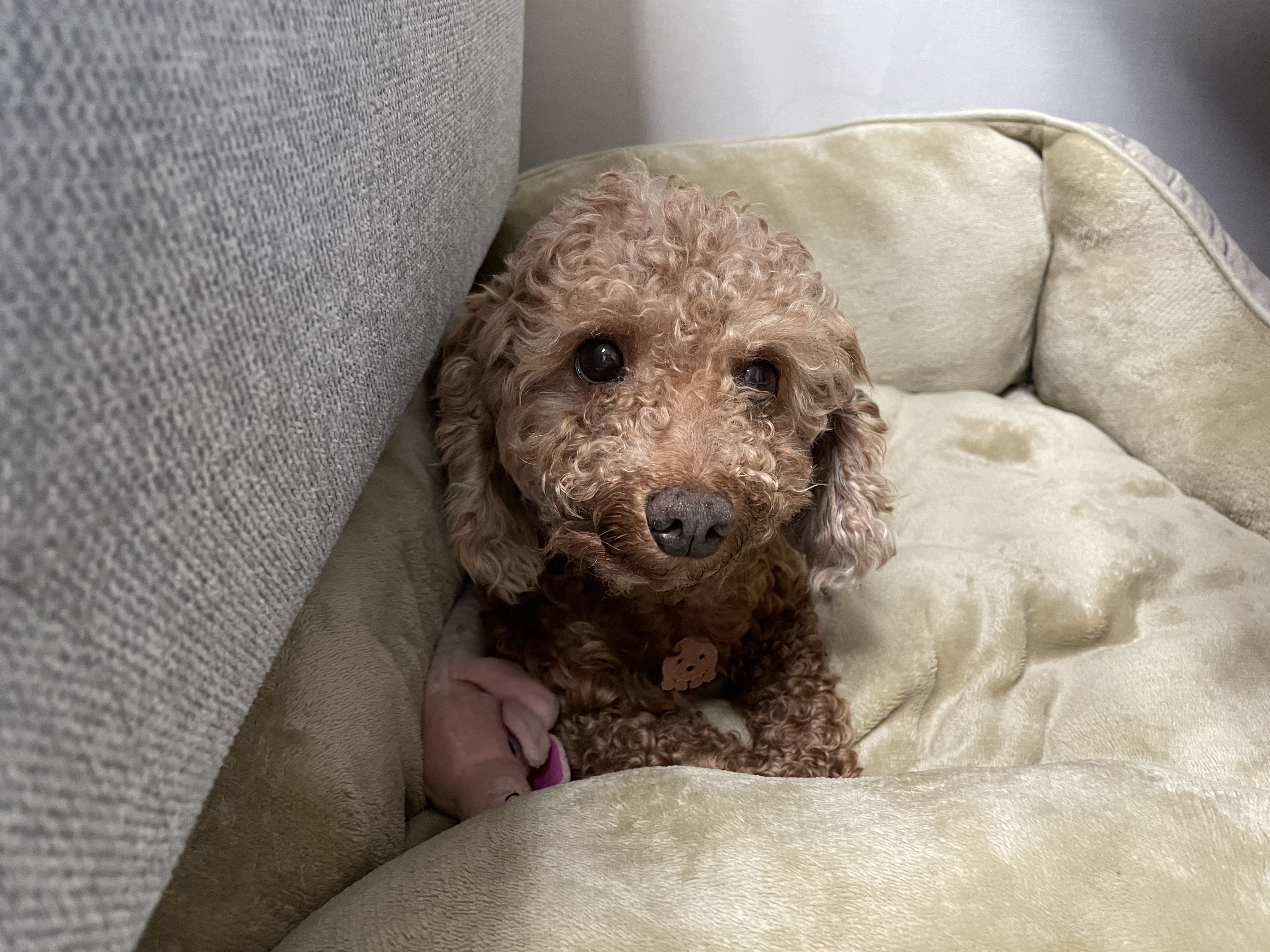 헤이즐과 가족이 된지 한달이 되었어요~