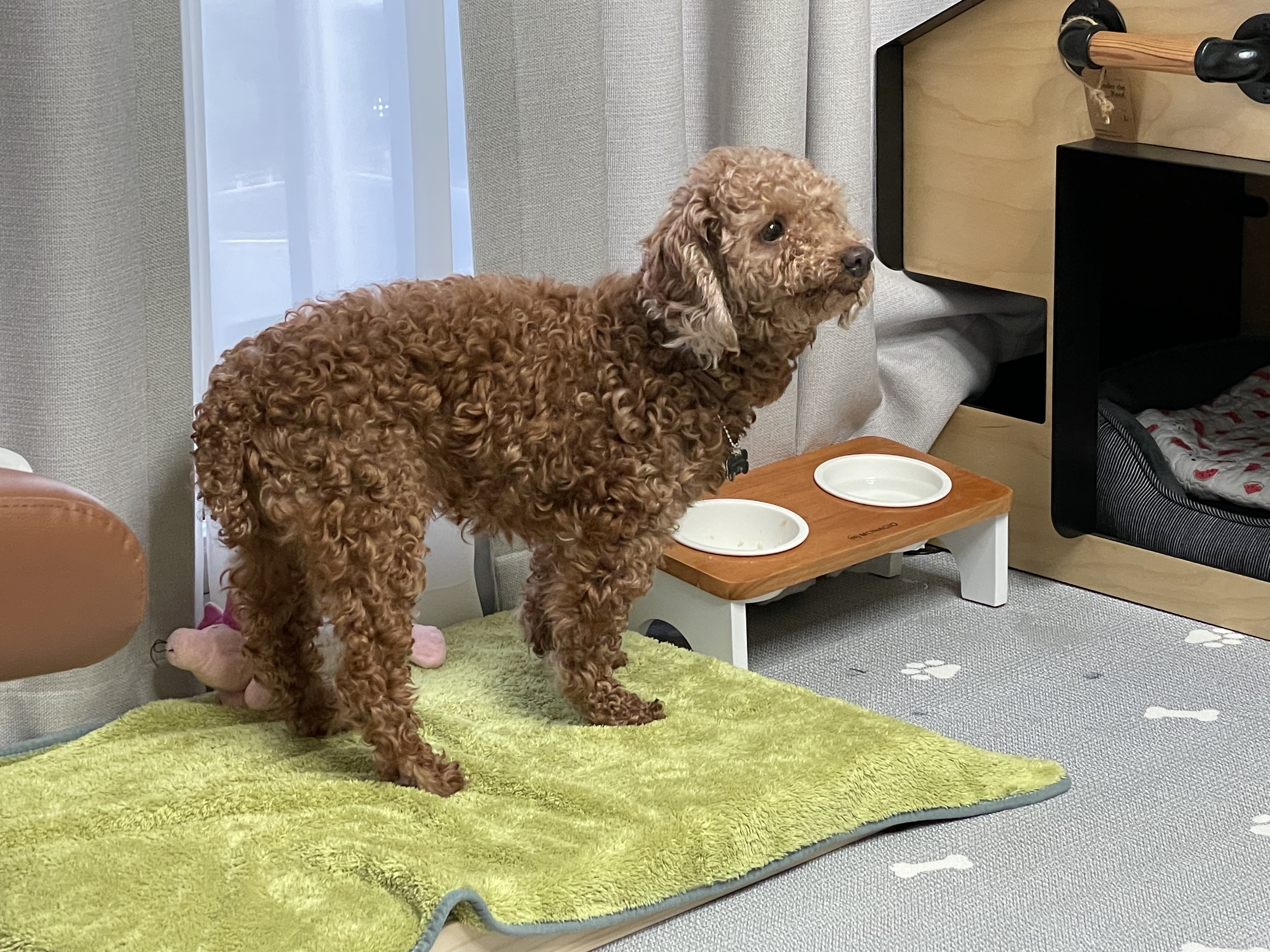 헤이즐과 가족이 된지 한달이 되었어요~