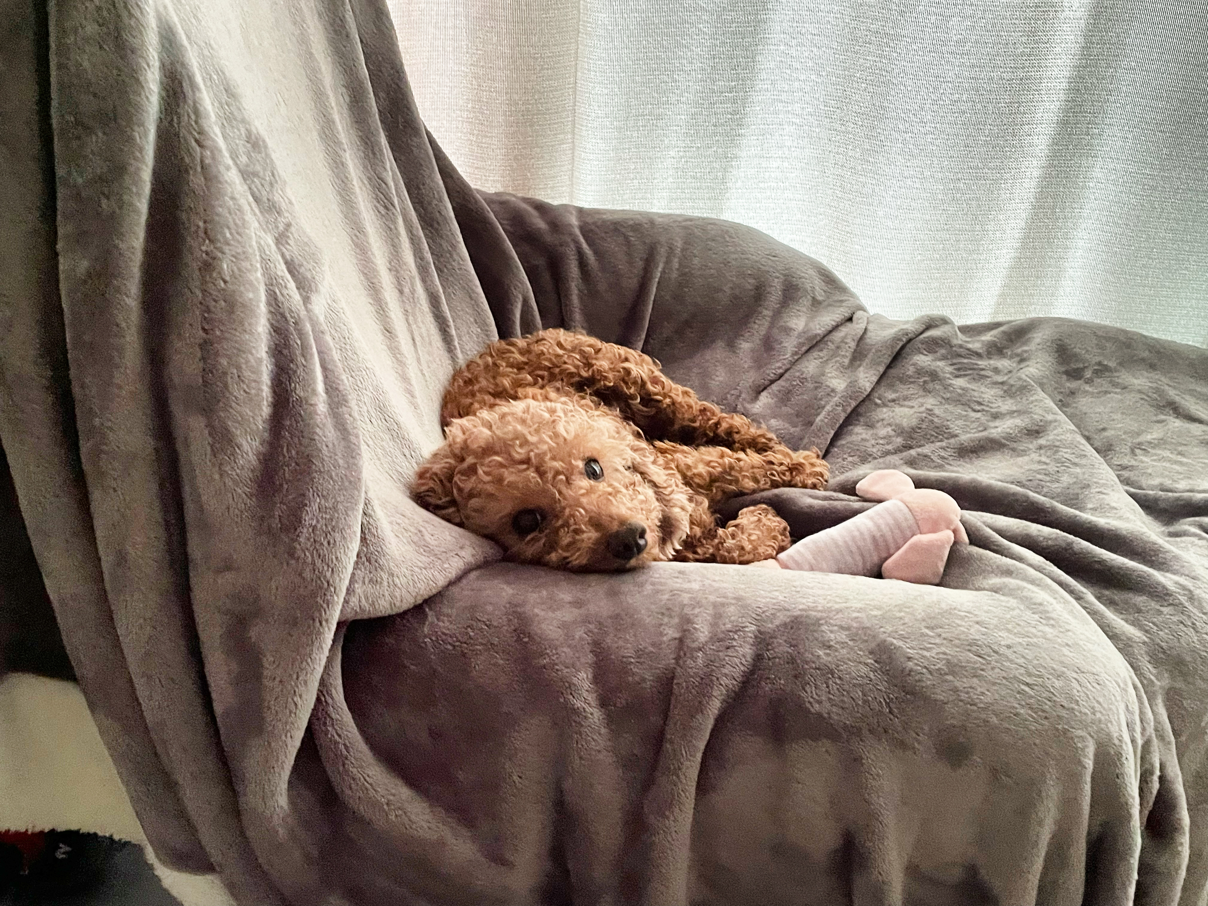 헤이즐과 가족이 된지 한달이 되었어요~