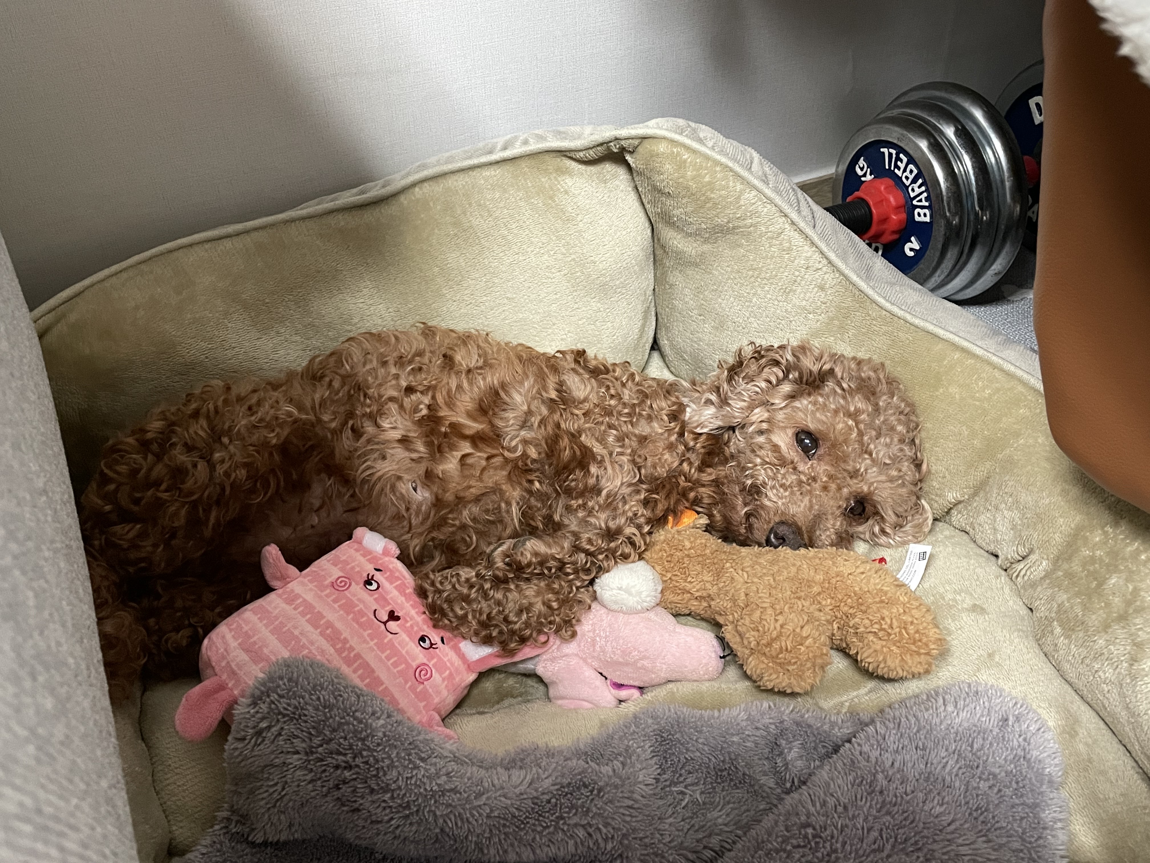 헤이즐과 가족이 된지 한달이 되었어요~