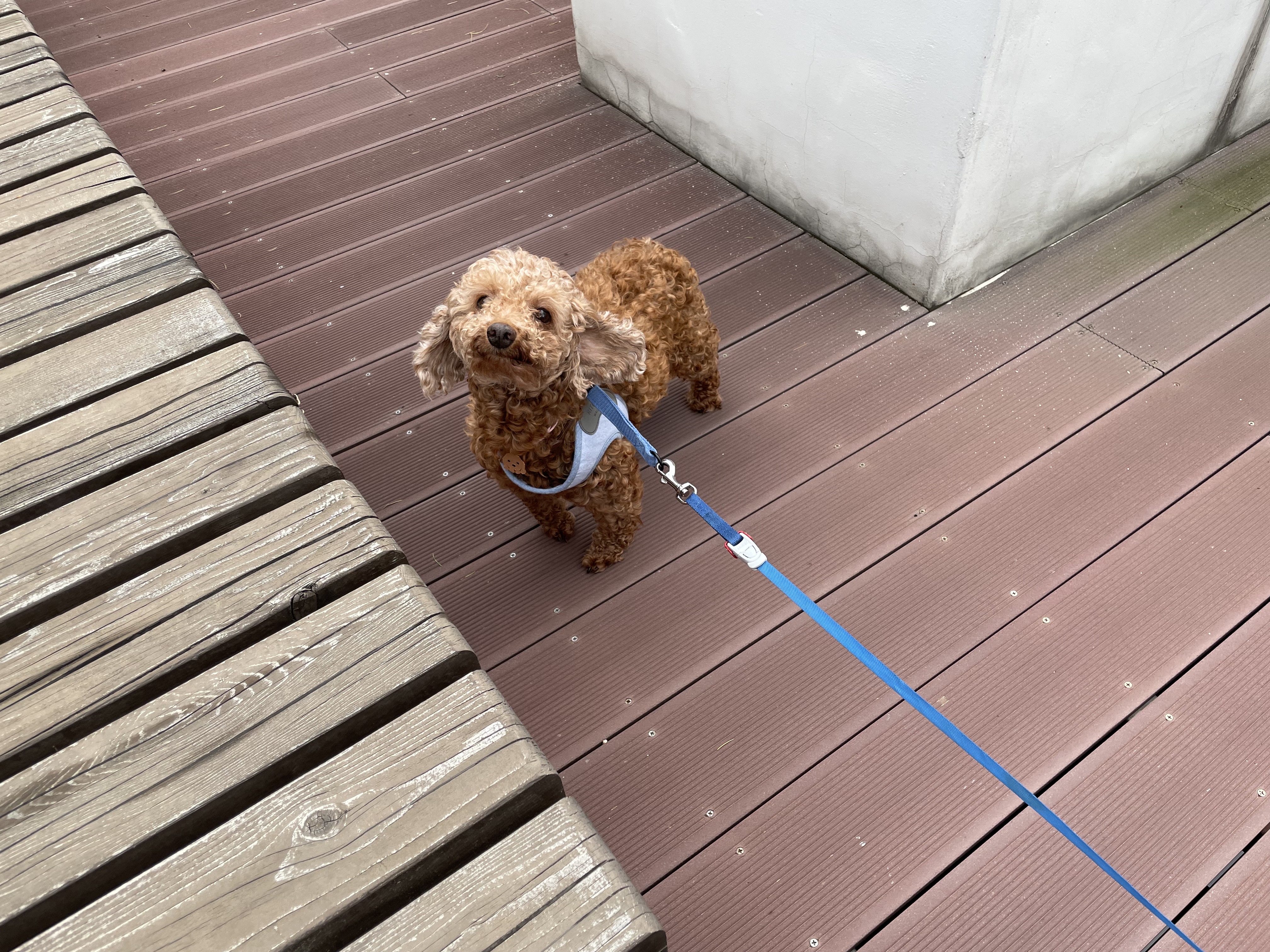 헤이즐과 가족이 된지 한달이 되었어요~