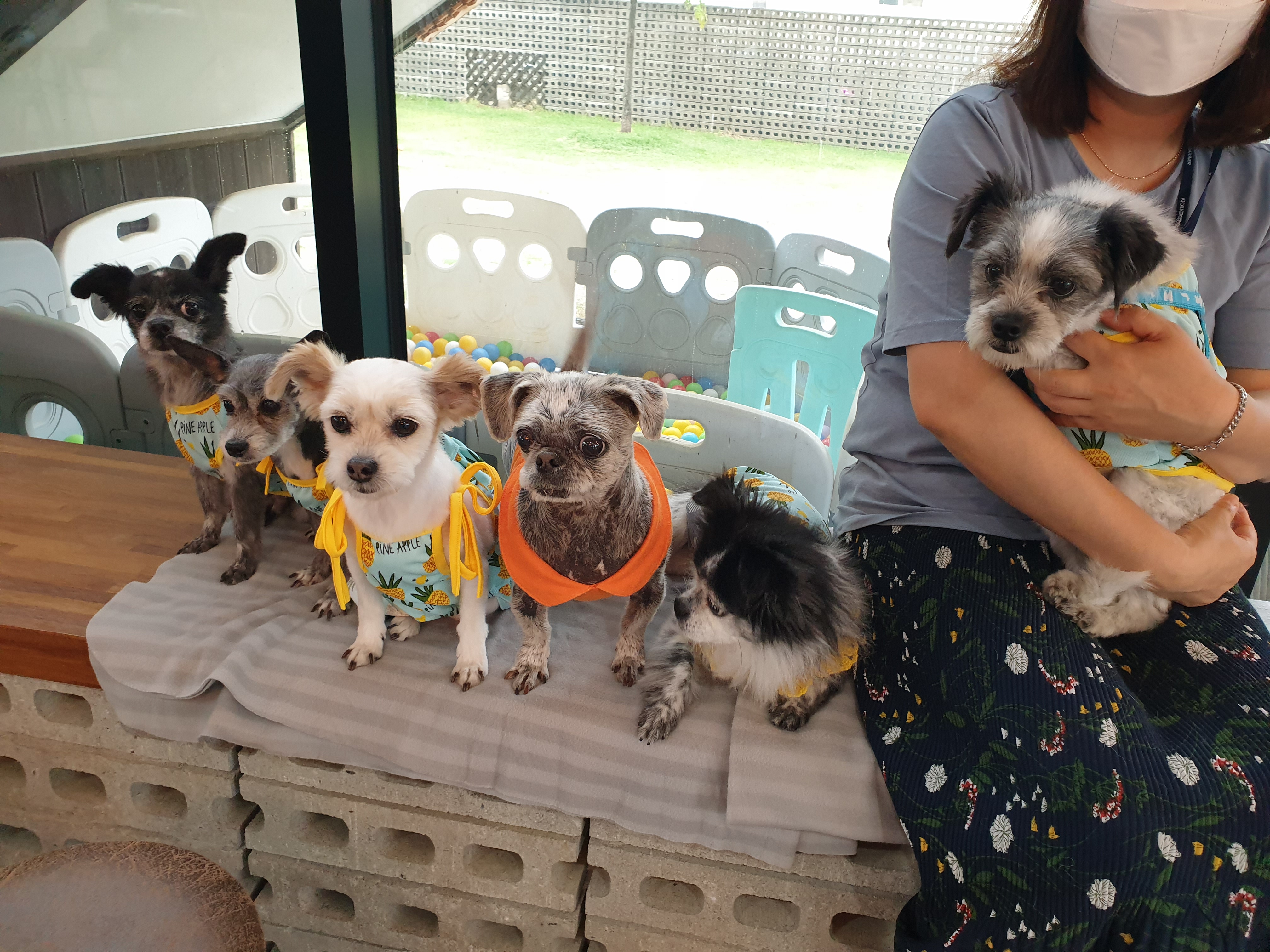 꿈이(금이)의 입양 1년 후기입니다아~