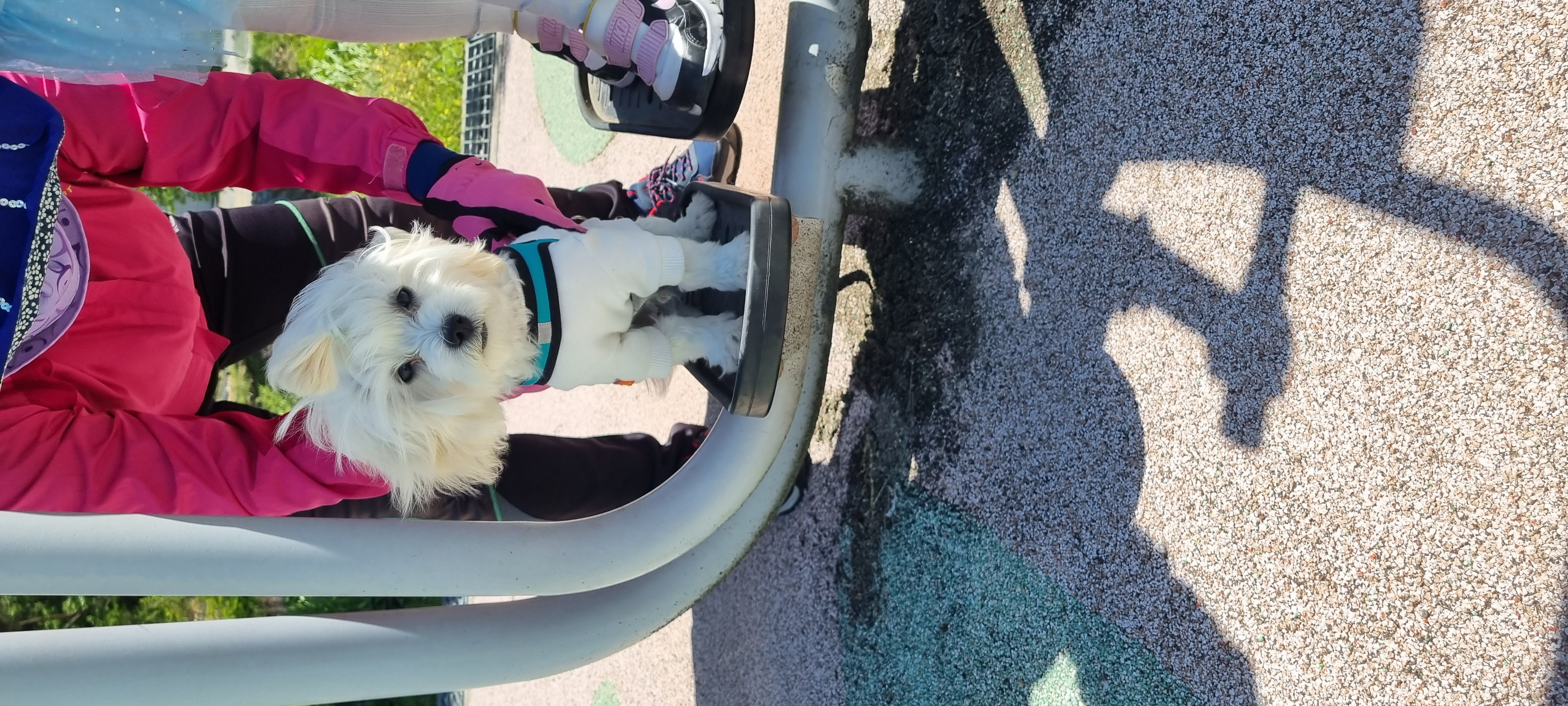 구름이 (곤지암 청일이) 3개월이 지났네요