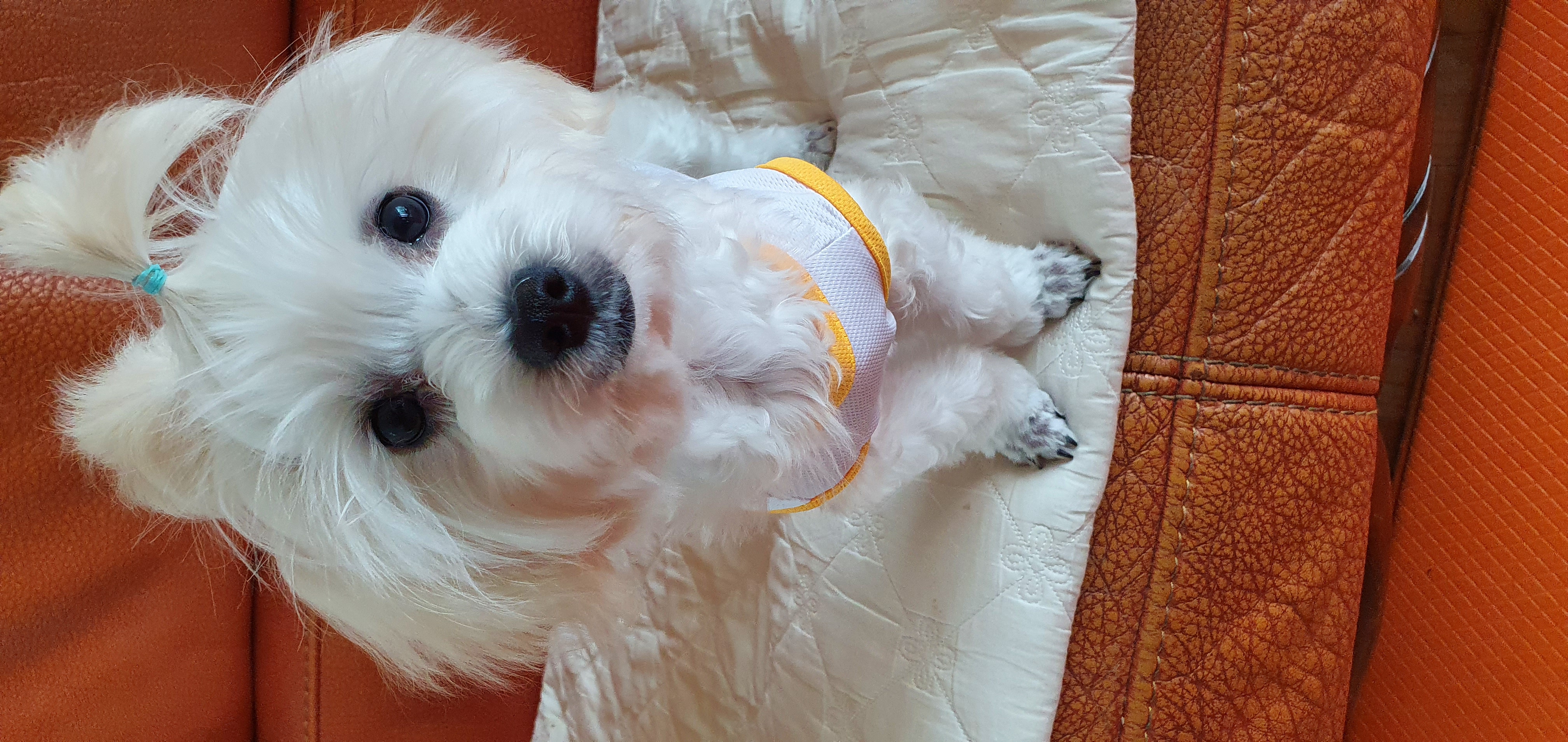 구름이 (곤지암 청일이) 3개월이 지났네요