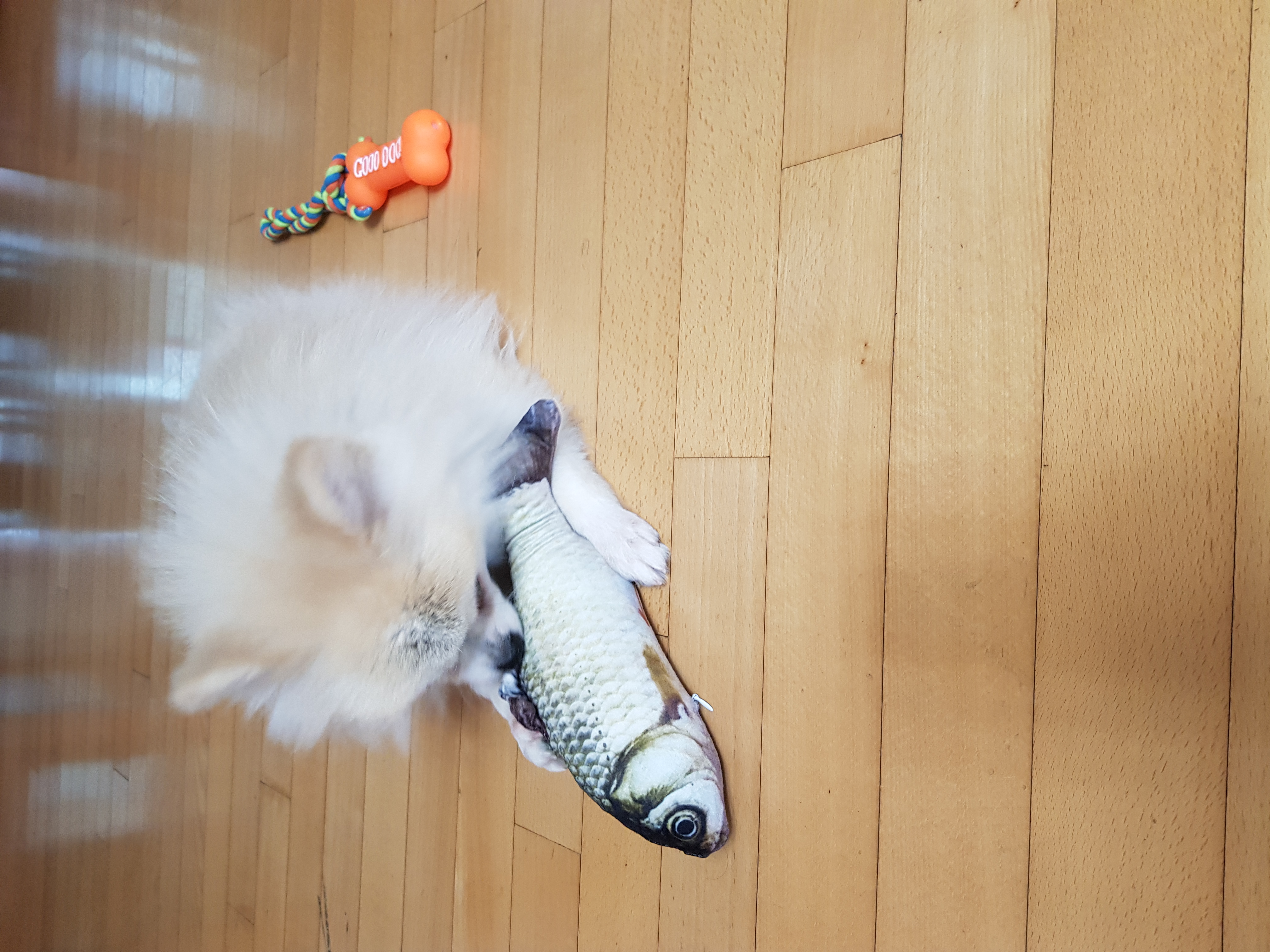 가족만난지 한달되써요~(곤지암금송이ㅡ레오)