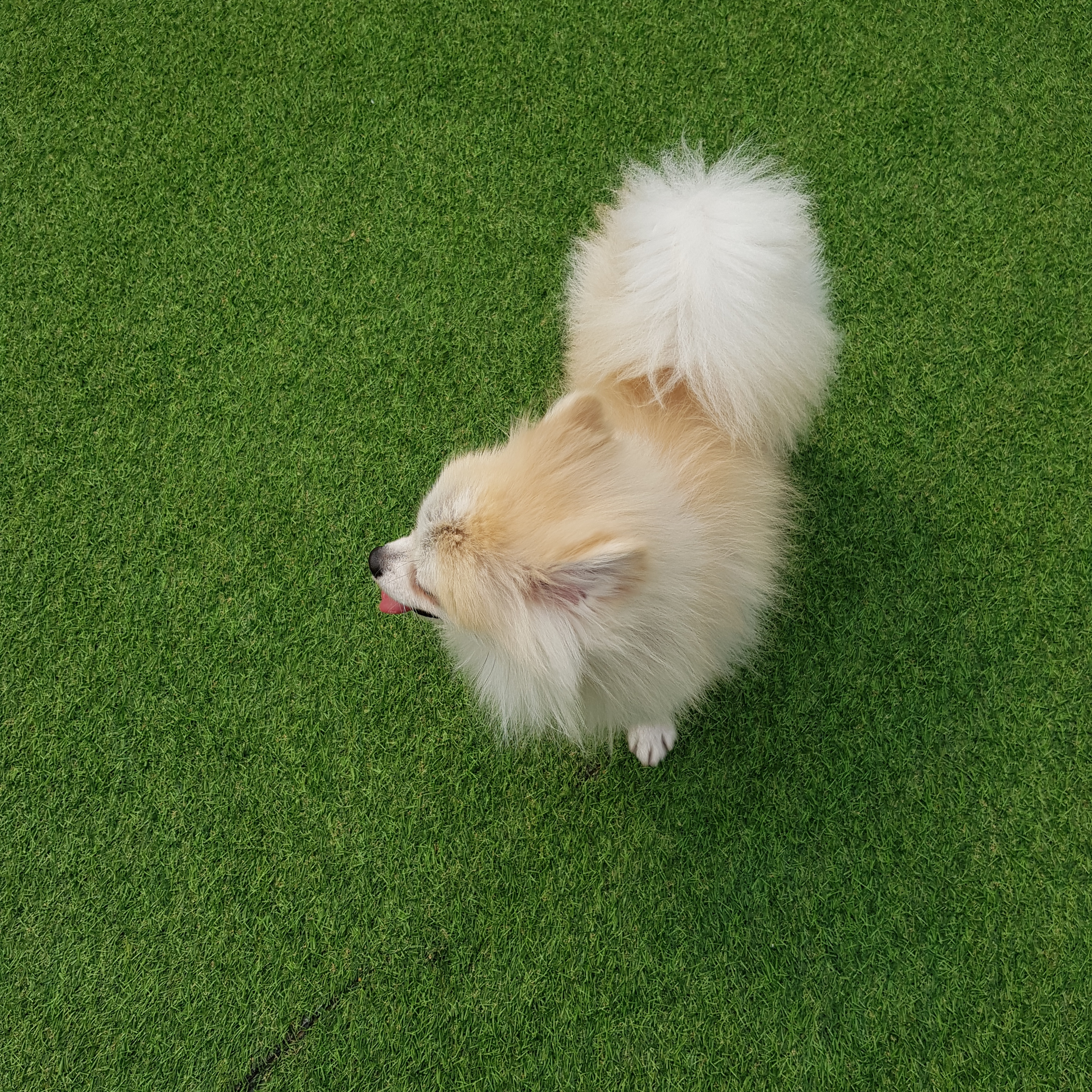 가족만난지 한달되써요~(곤지암금송이ㅡ레오)