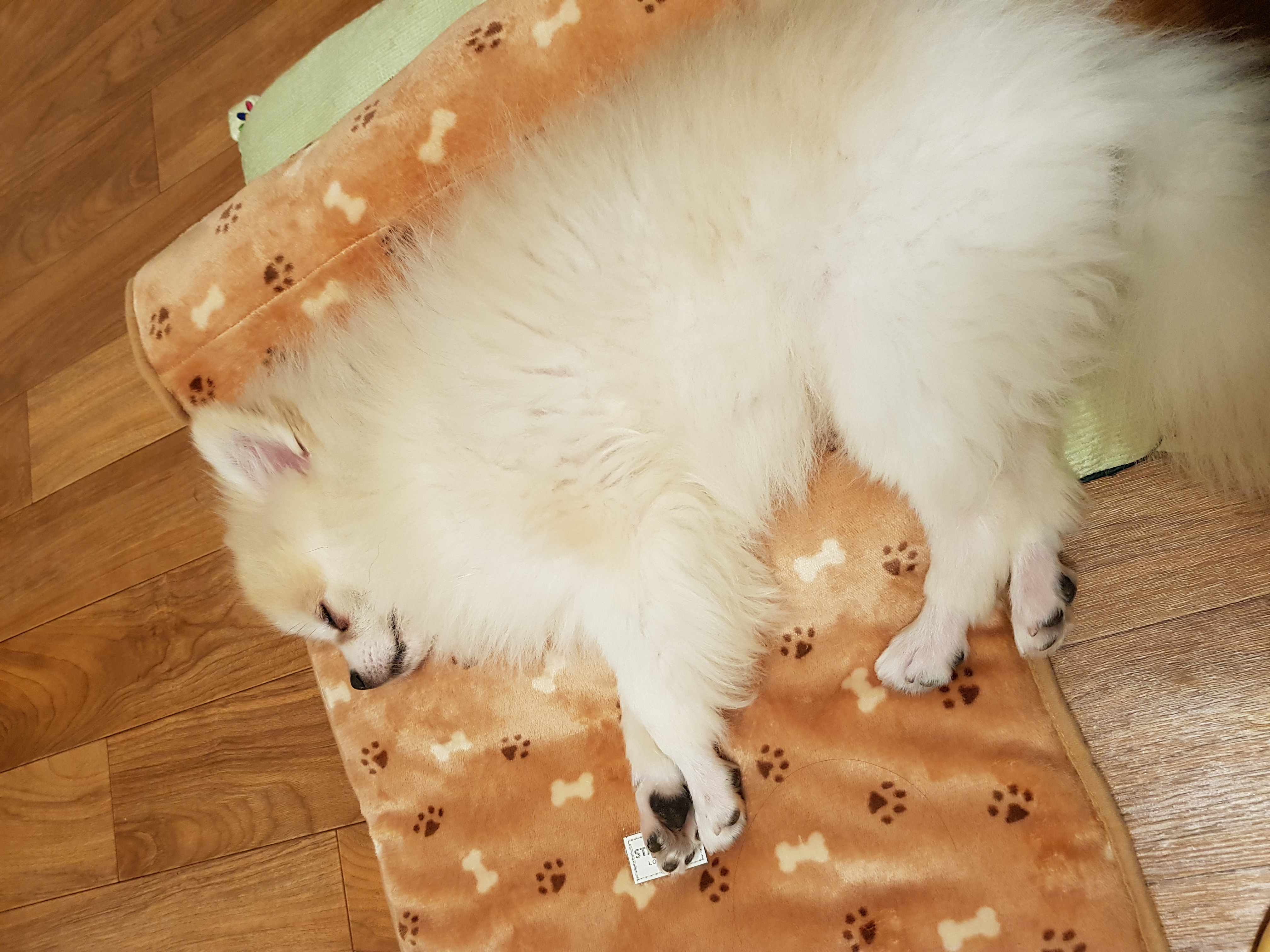 가족만난지 한달되써요~(곤지암금송이ㅡ레오)