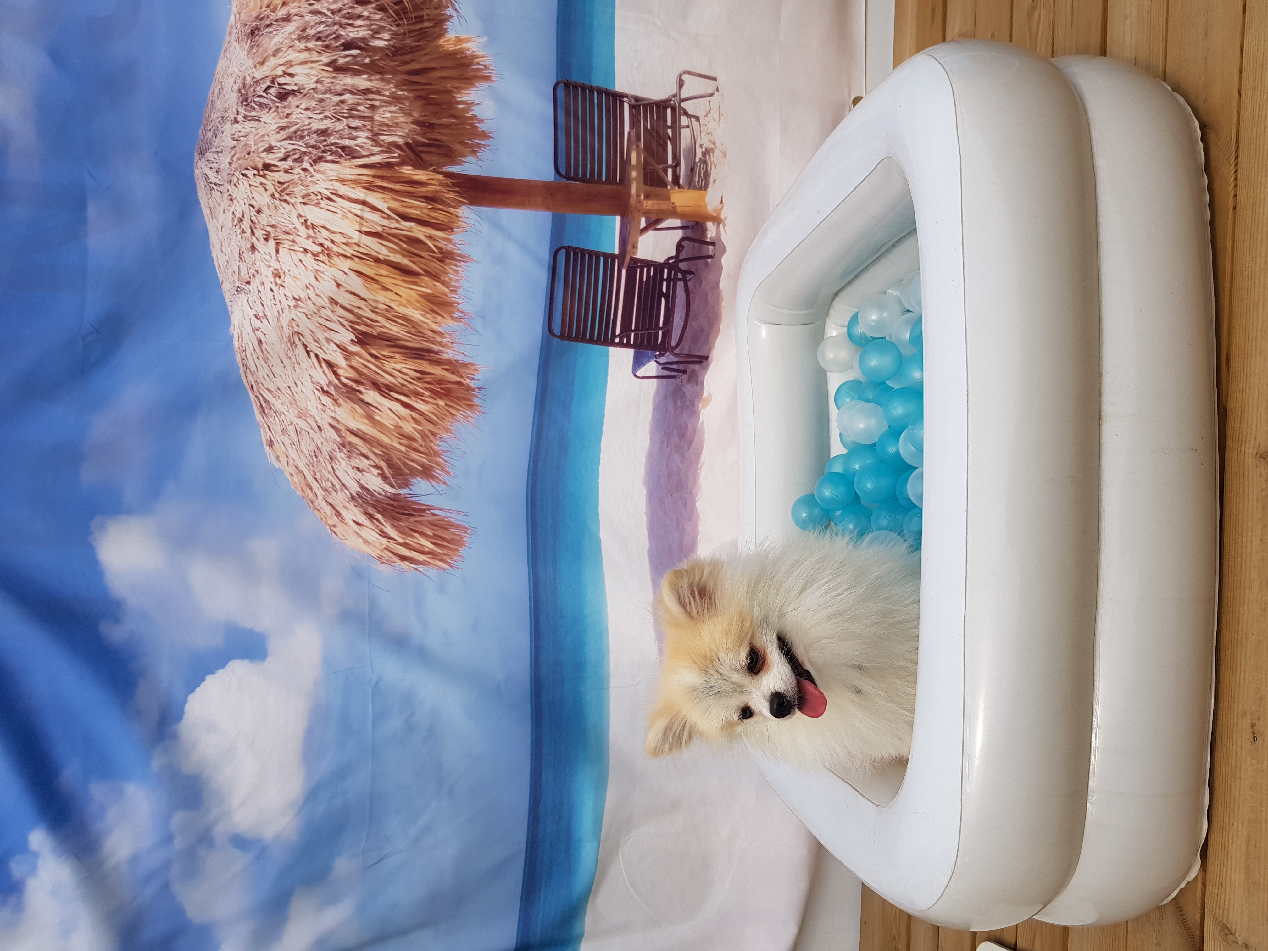 가족만난지 한달되써요~(곤지암금송이ㅡ레오)