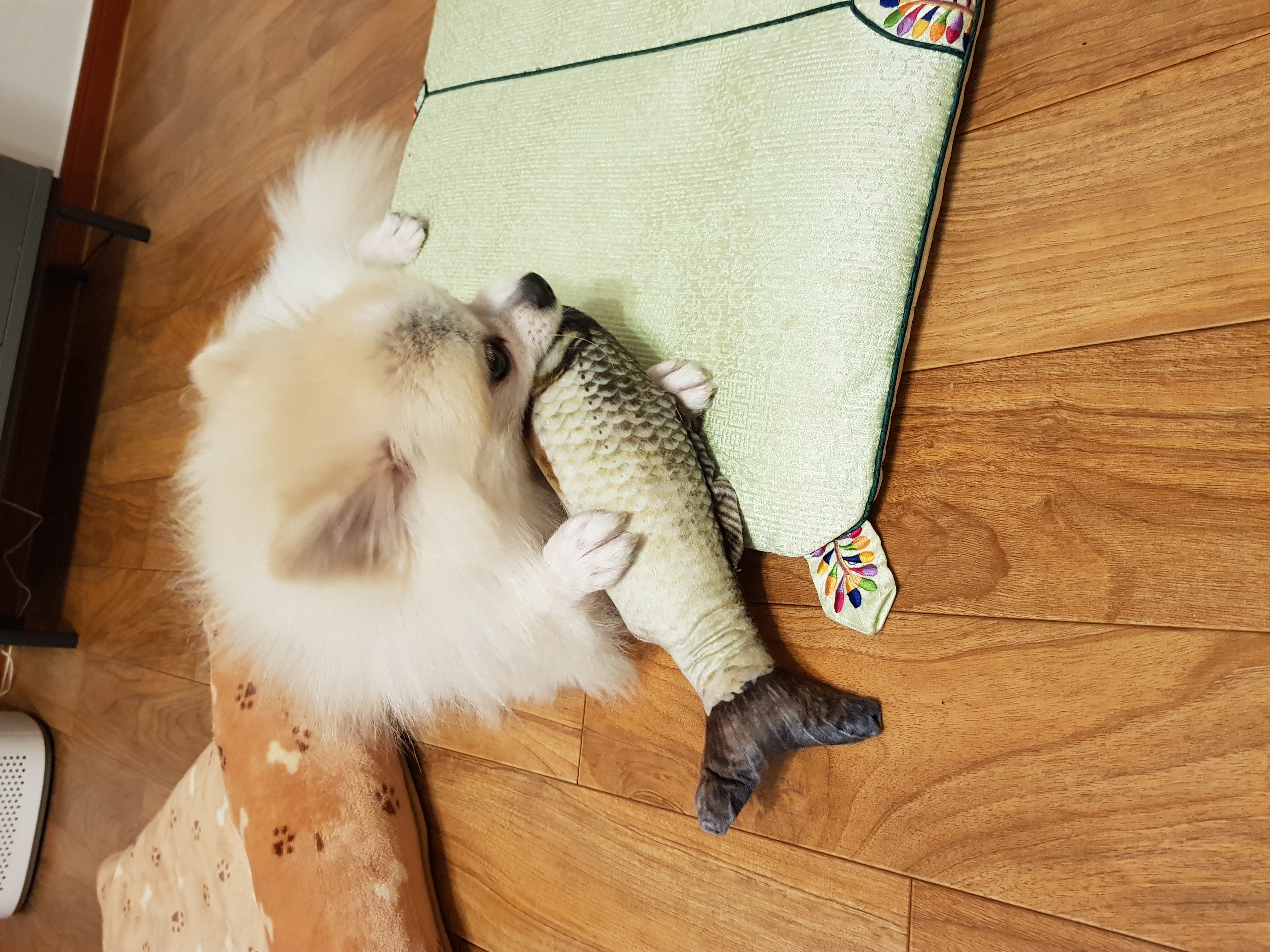 가족만난지 한달되써요~(곤지암금송이ㅡ레오)