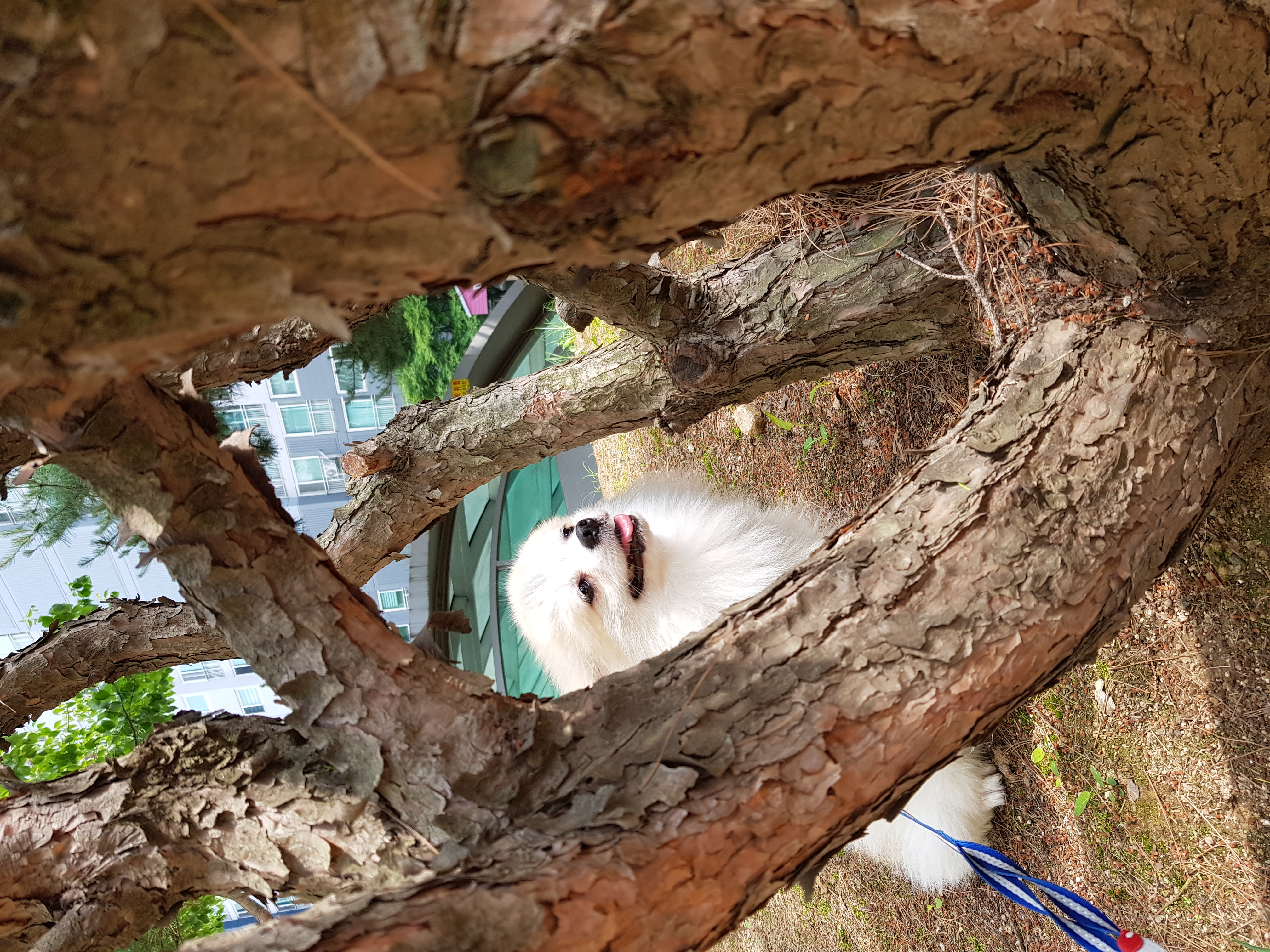 가족만난지 한달되써요~(곤지암금송이ㅡ레오)