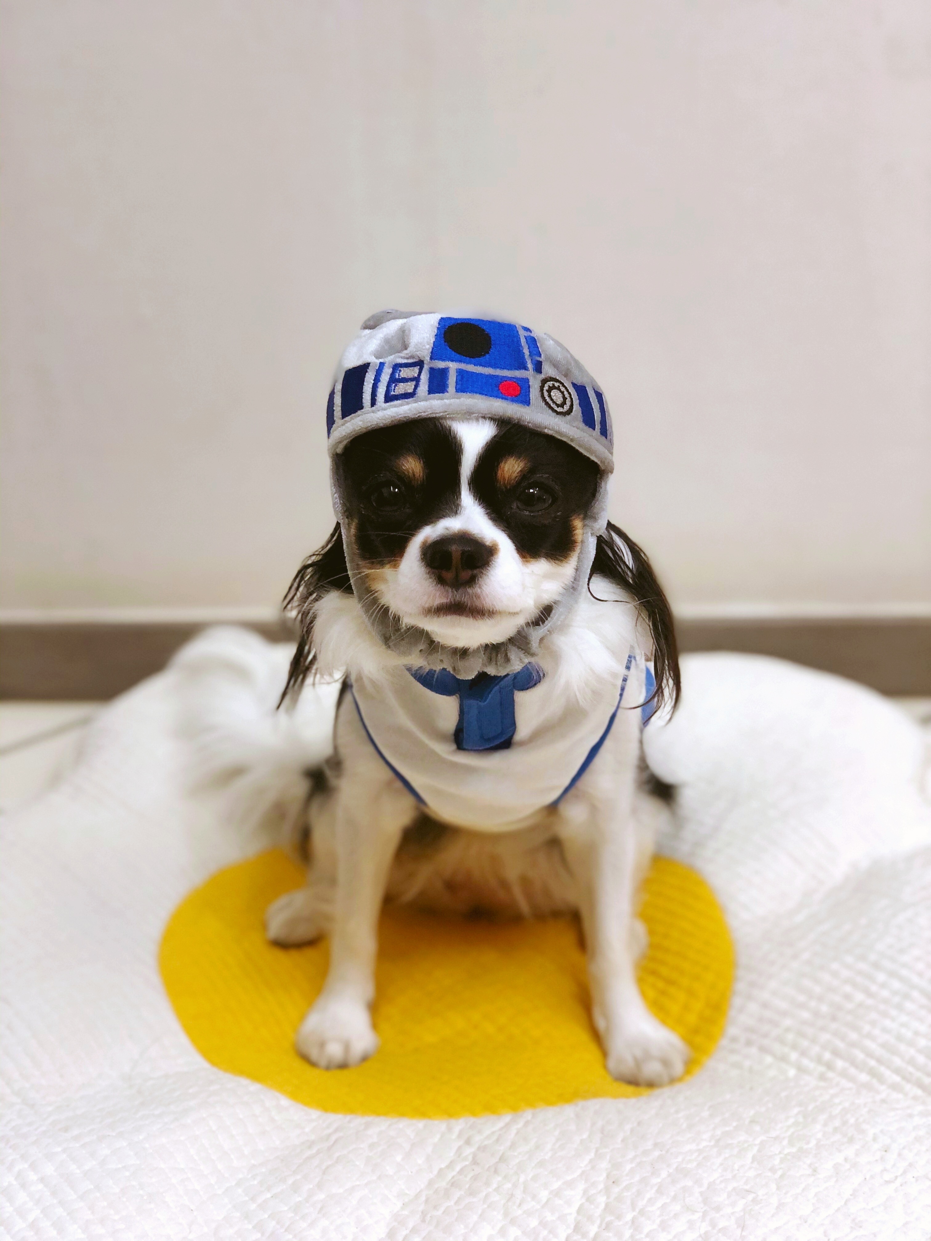 레아 입양한지 벌써 2년이 넘었네요(평택치와와태태자견)