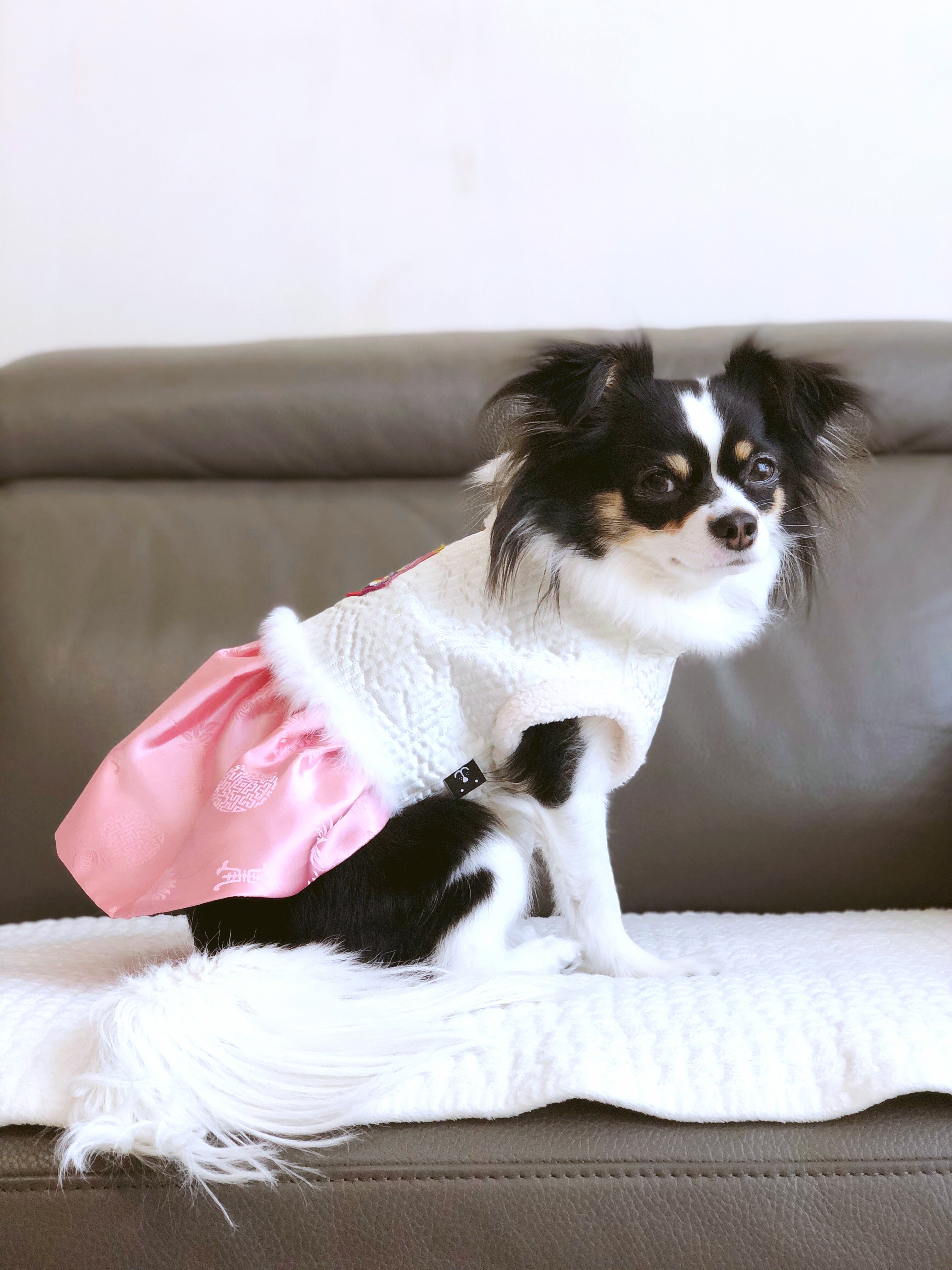 레아 입양한지 벌써 2년이 넘었네요(평택치와와태태자견)