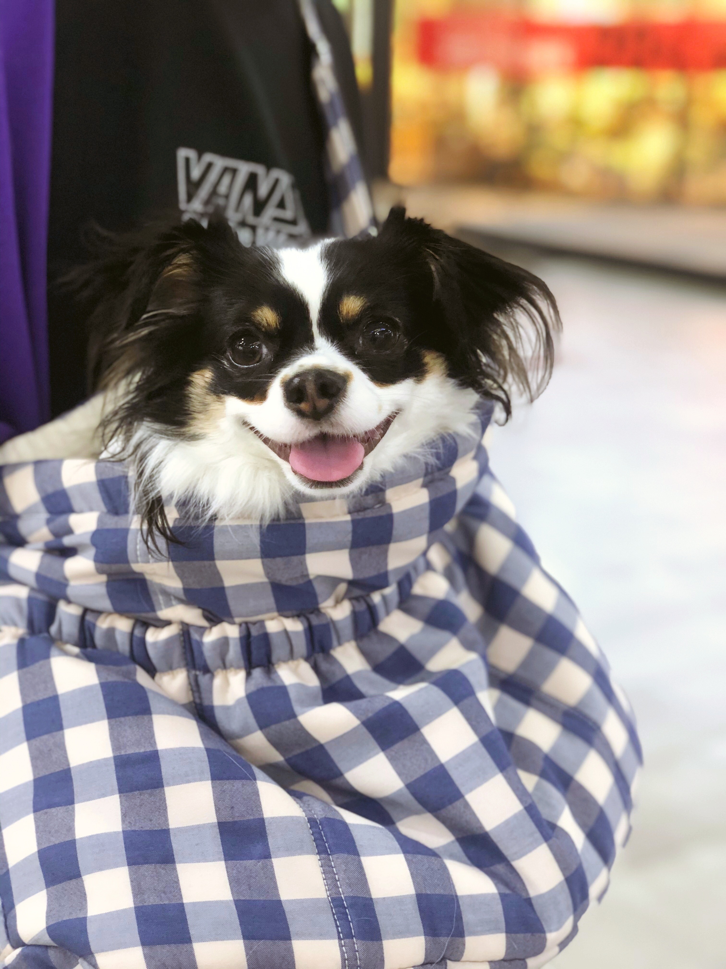 레아 입양한지 벌써 2년이 넘었네요(평택치와와태태자견)