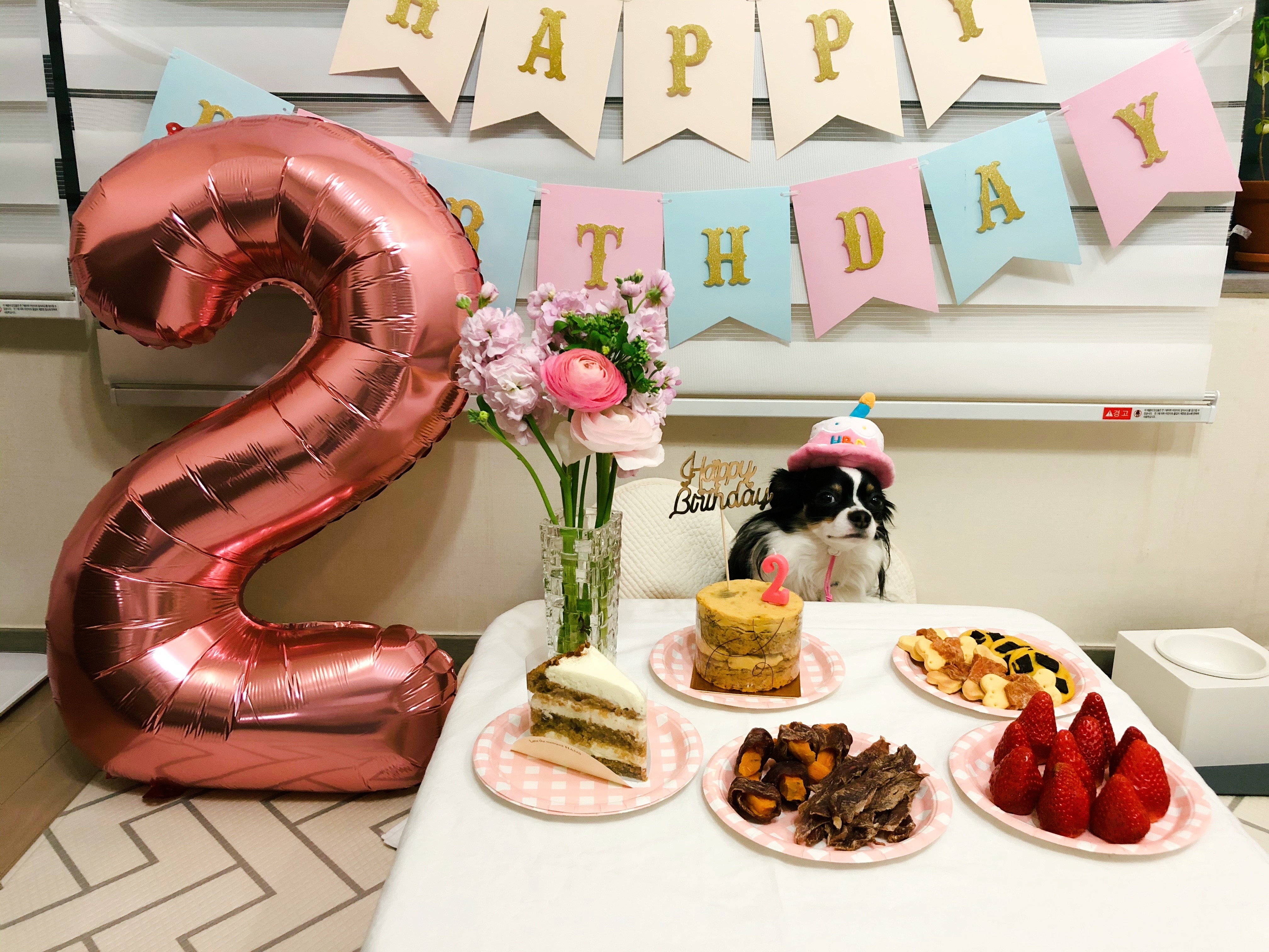 레아 입양한지 벌써 2년이 넘었네요(평택치와와태태자견)