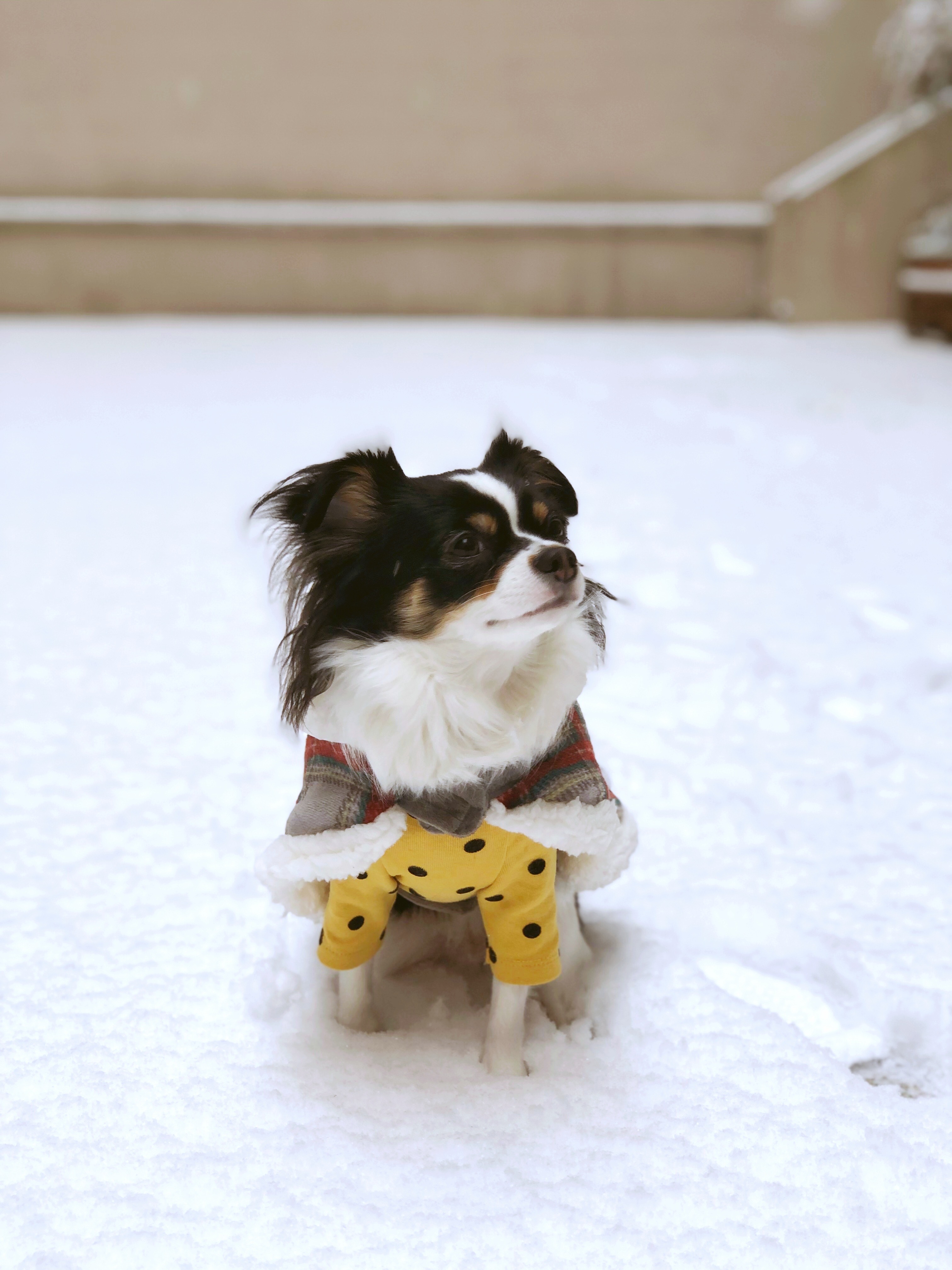 레아 입양한지 벌써 2년이 넘었네요(평택치와와태태자견)